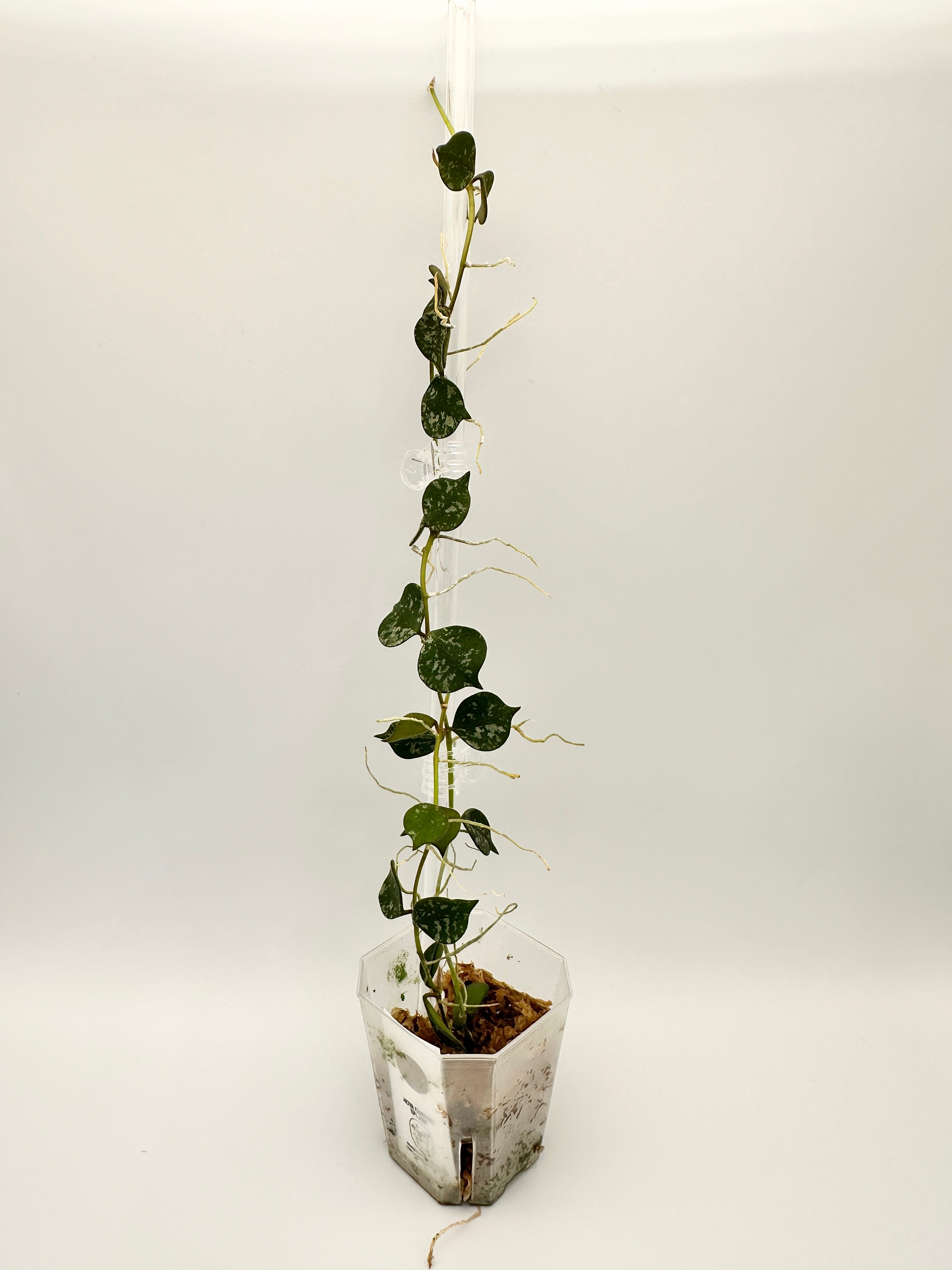 Hoya Curtisii Splash