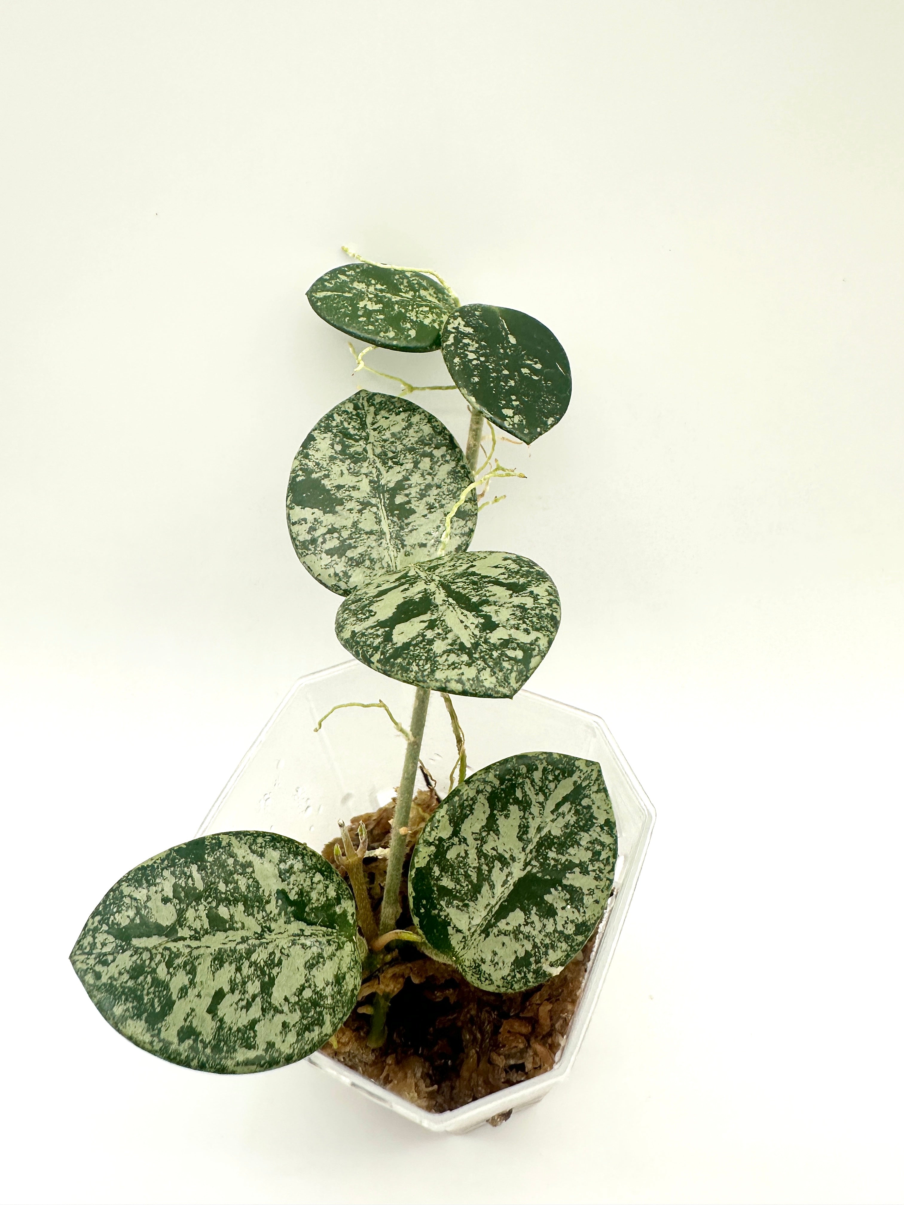 Hoya Mathilde (High Silver Splash)