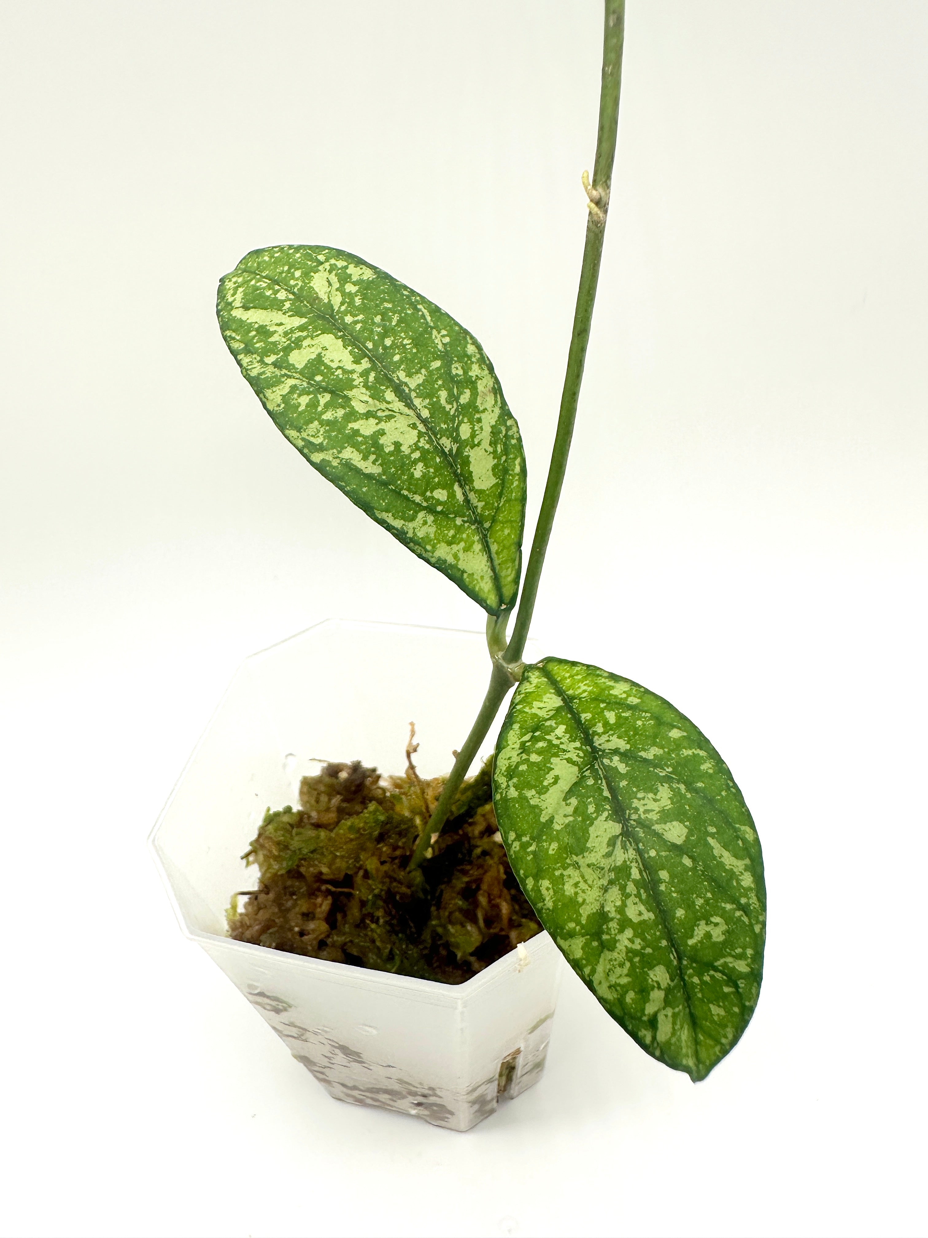 Hoya Crassipetiolata Splash