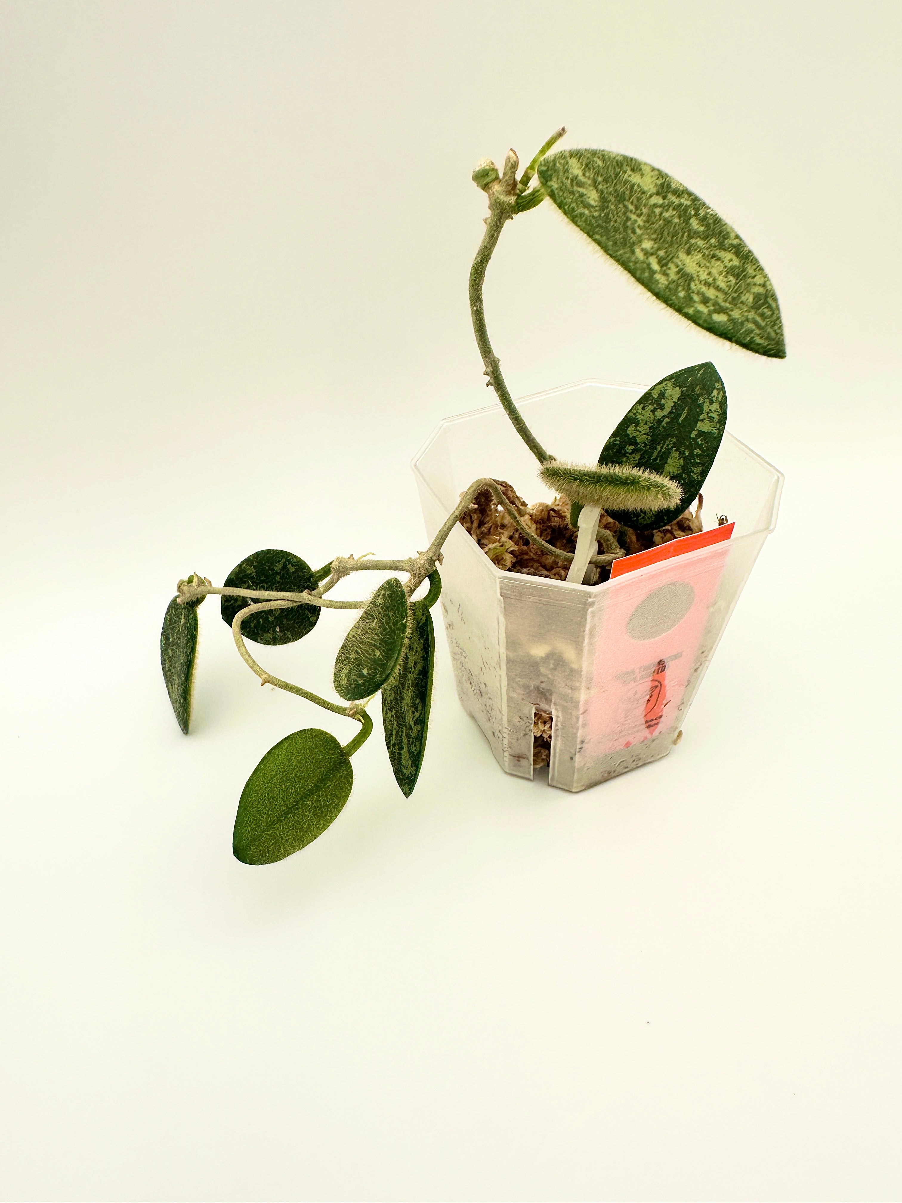 Hoya Thomsonii Splash (D)
