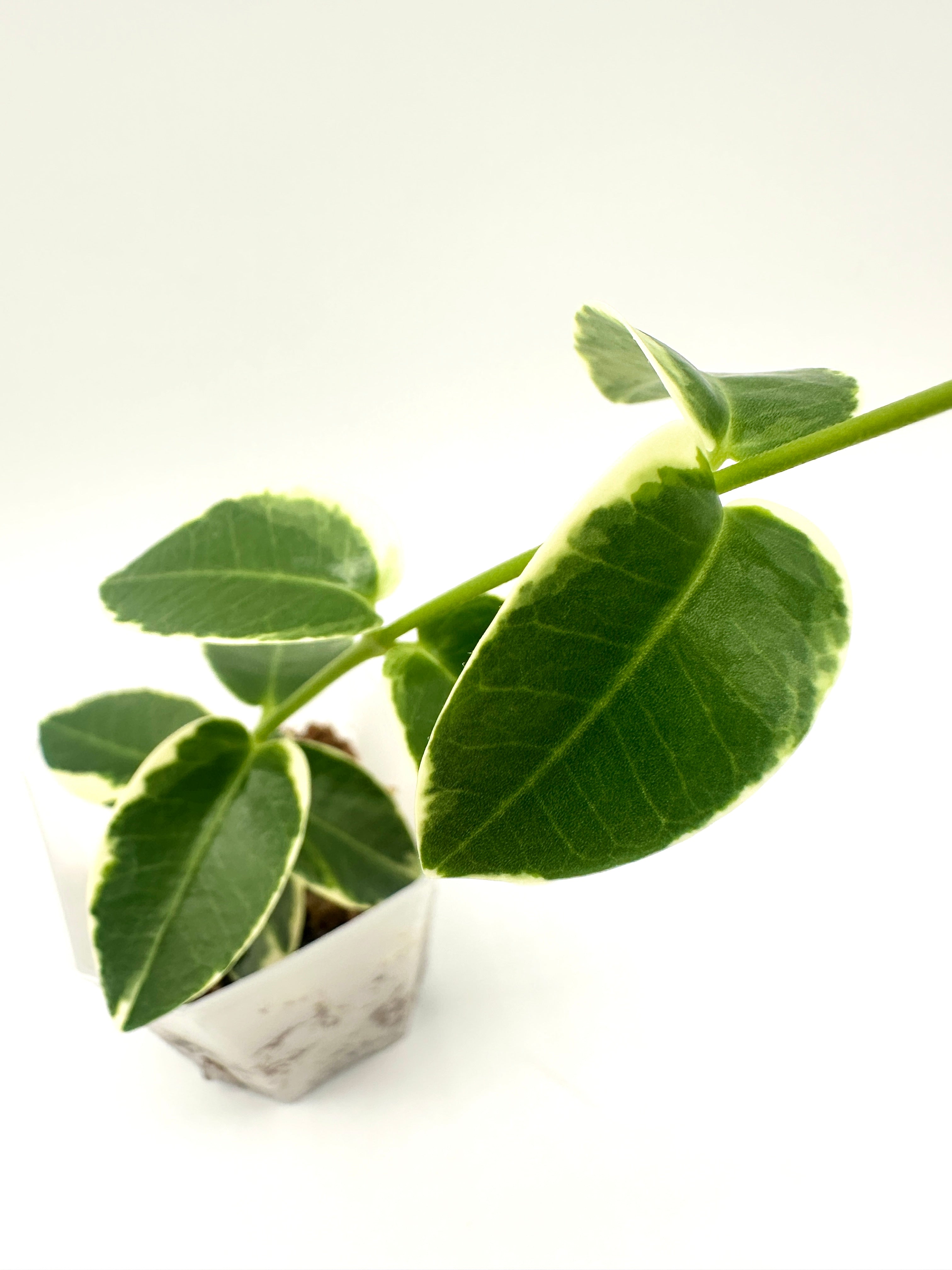 Hoya Cumingiana Albomarginata (B)