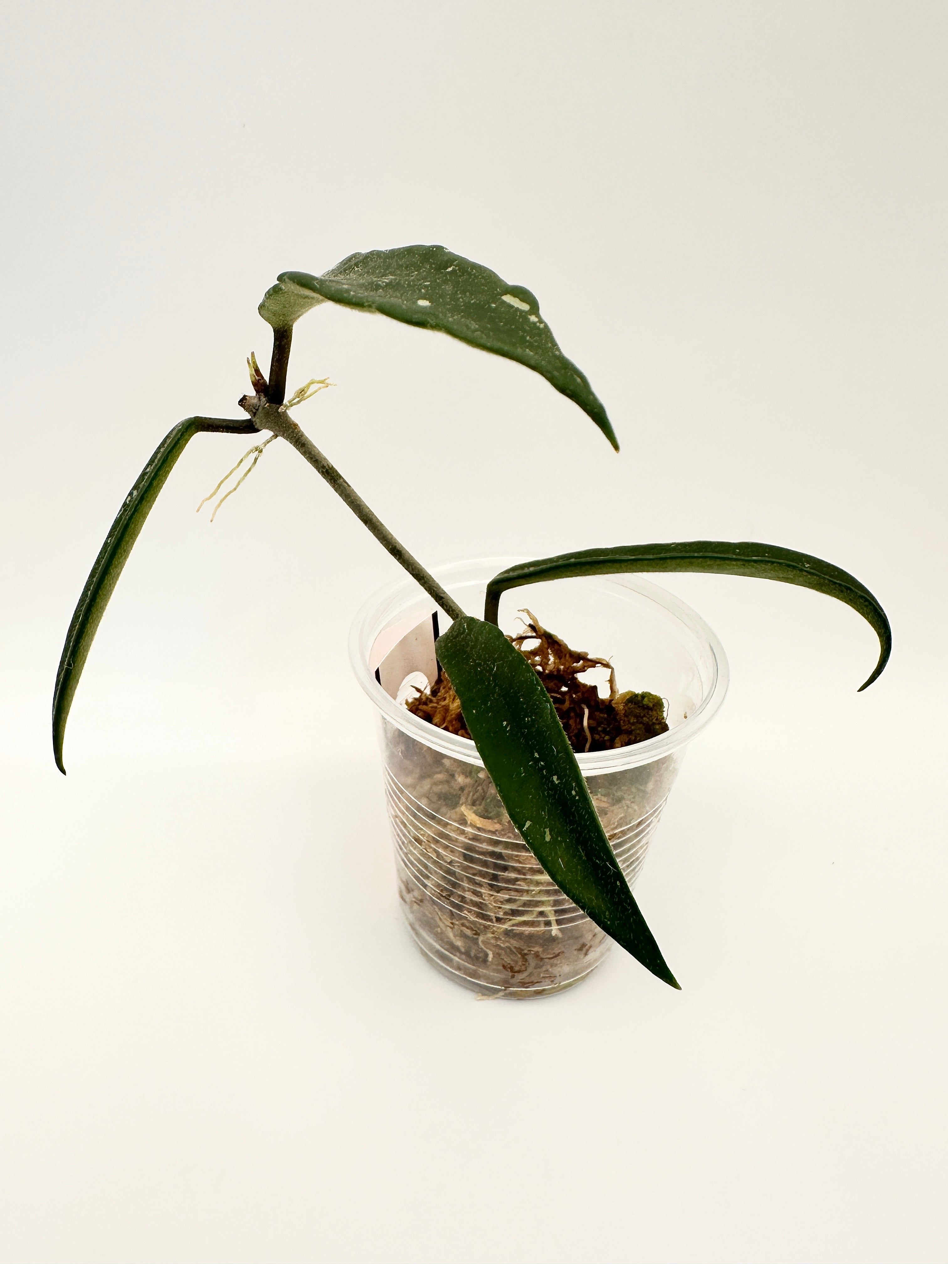 Hoya Mirabilis Clone