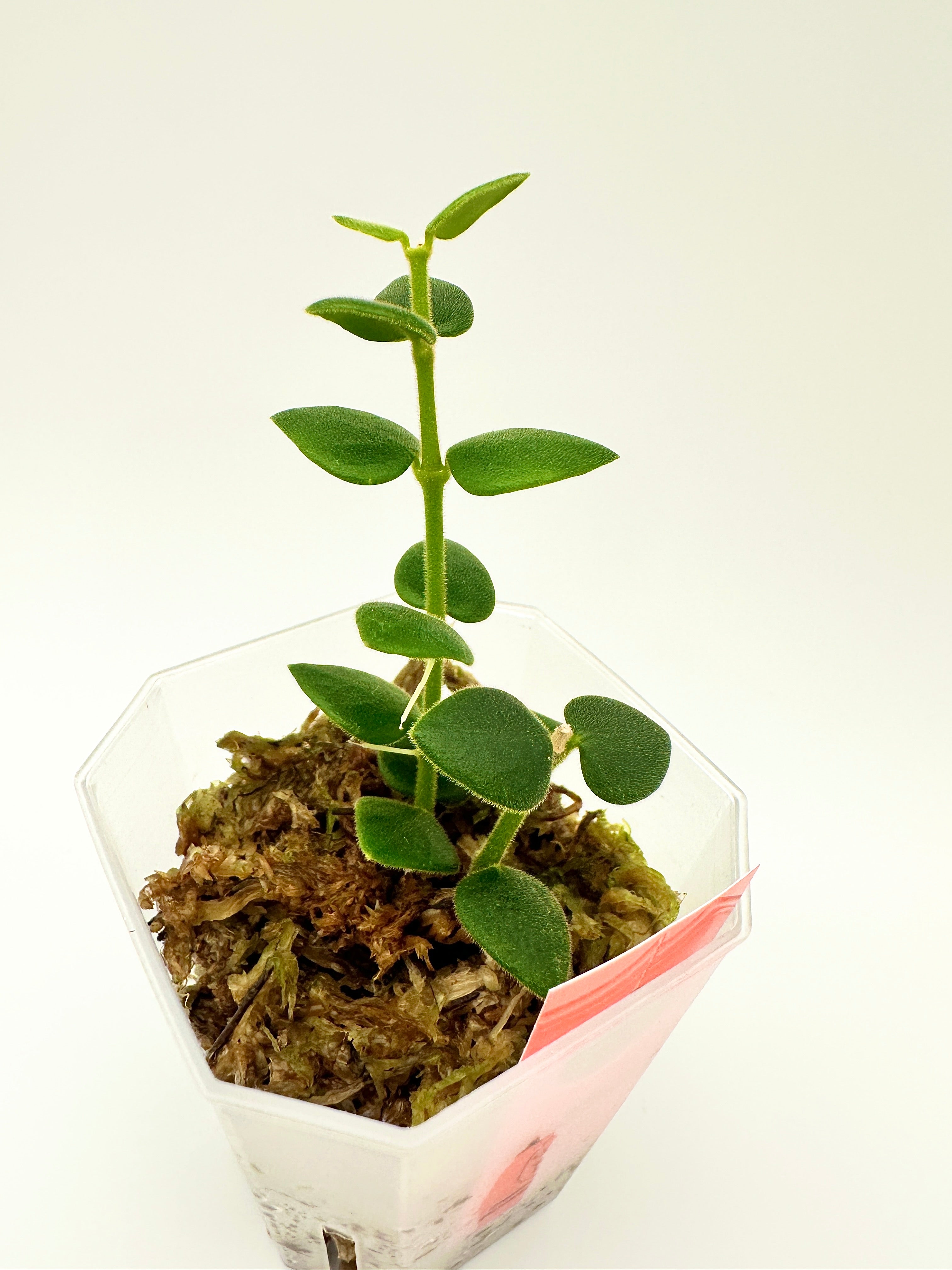 Hoya Chinghungensis (B)