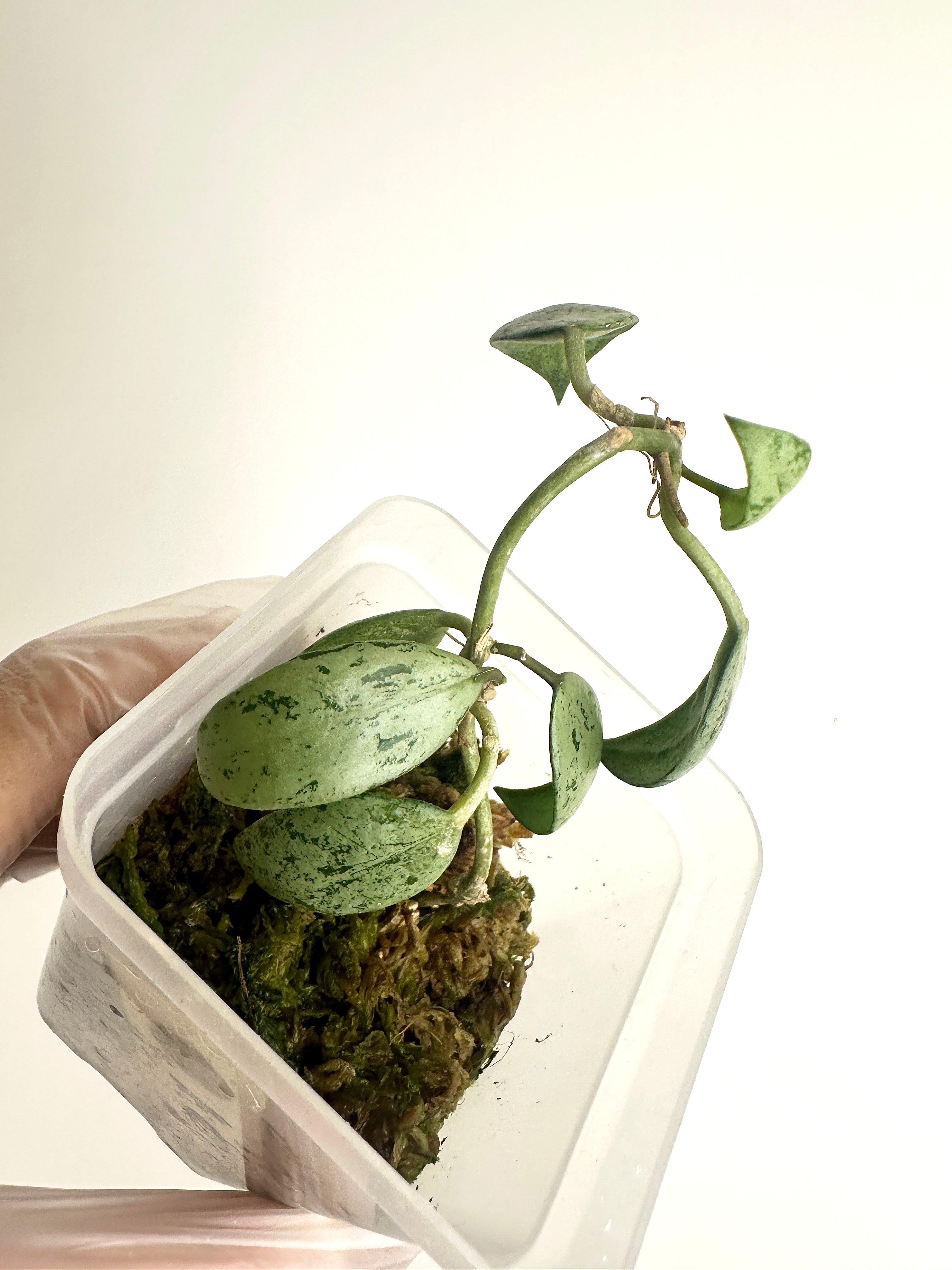 Hoya Lacunosa ‘Sulcata’