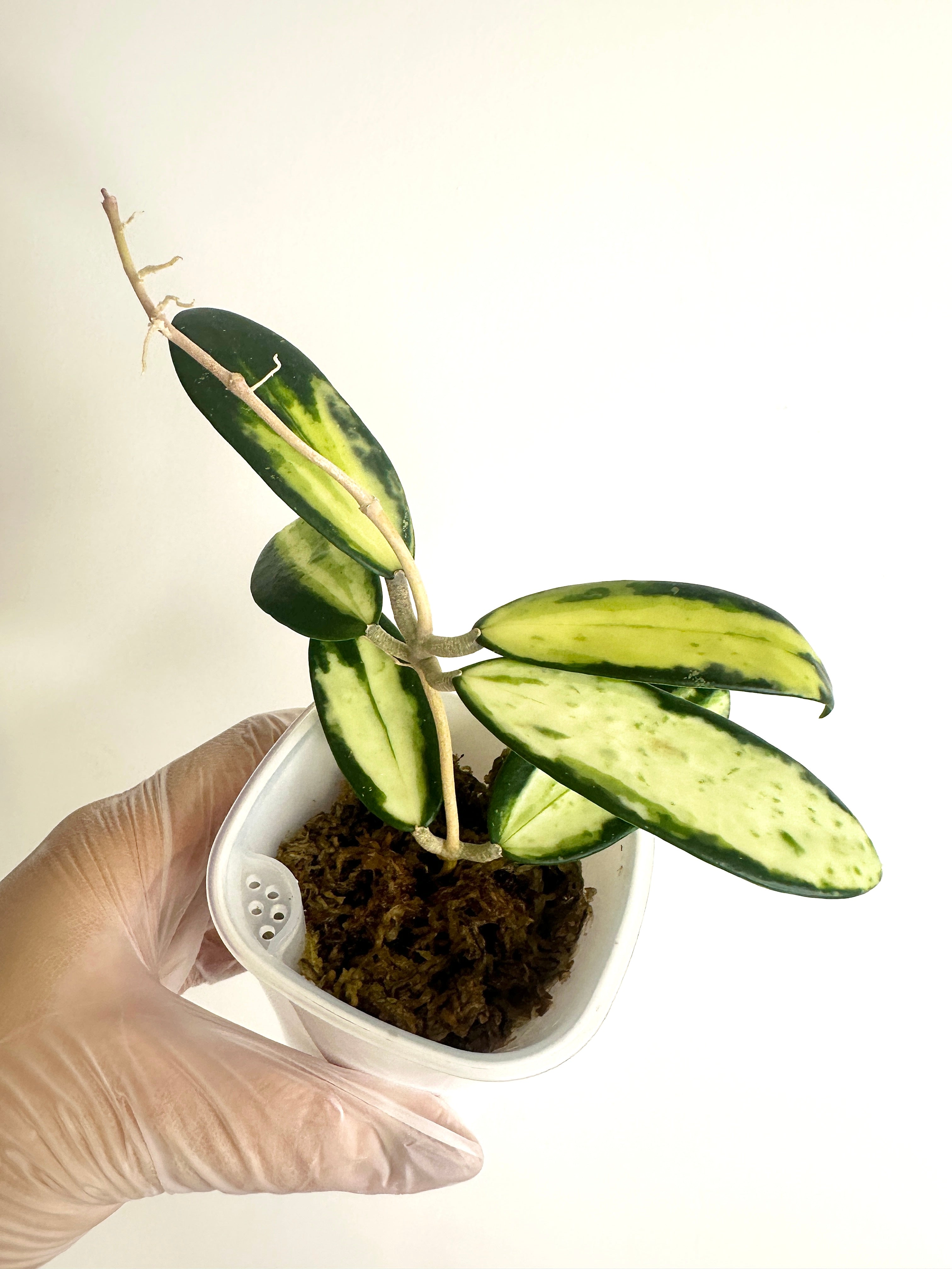 Hoya Acuta Albomarginata (with SWP)