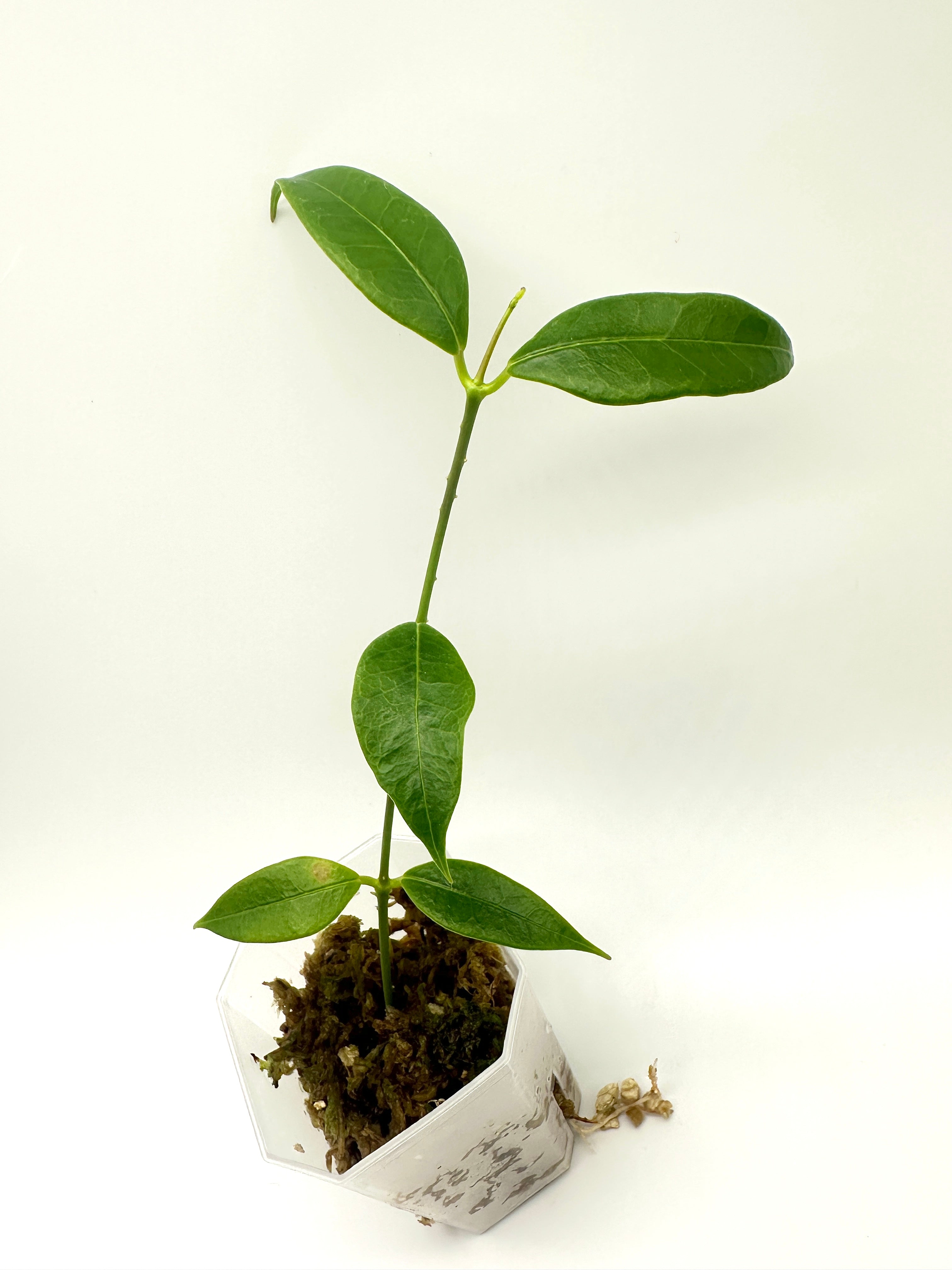 Hoya Odorata
