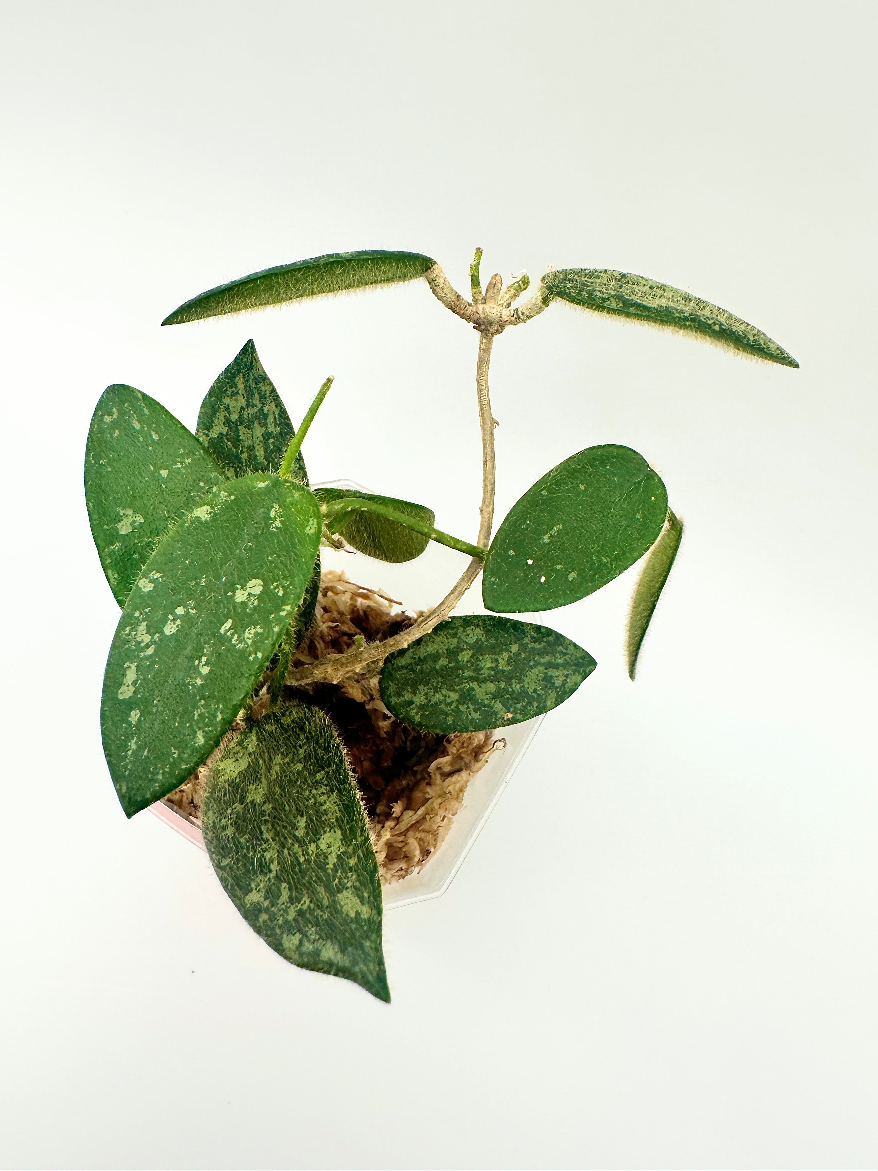 Hoya Thomsonii Splash (A)