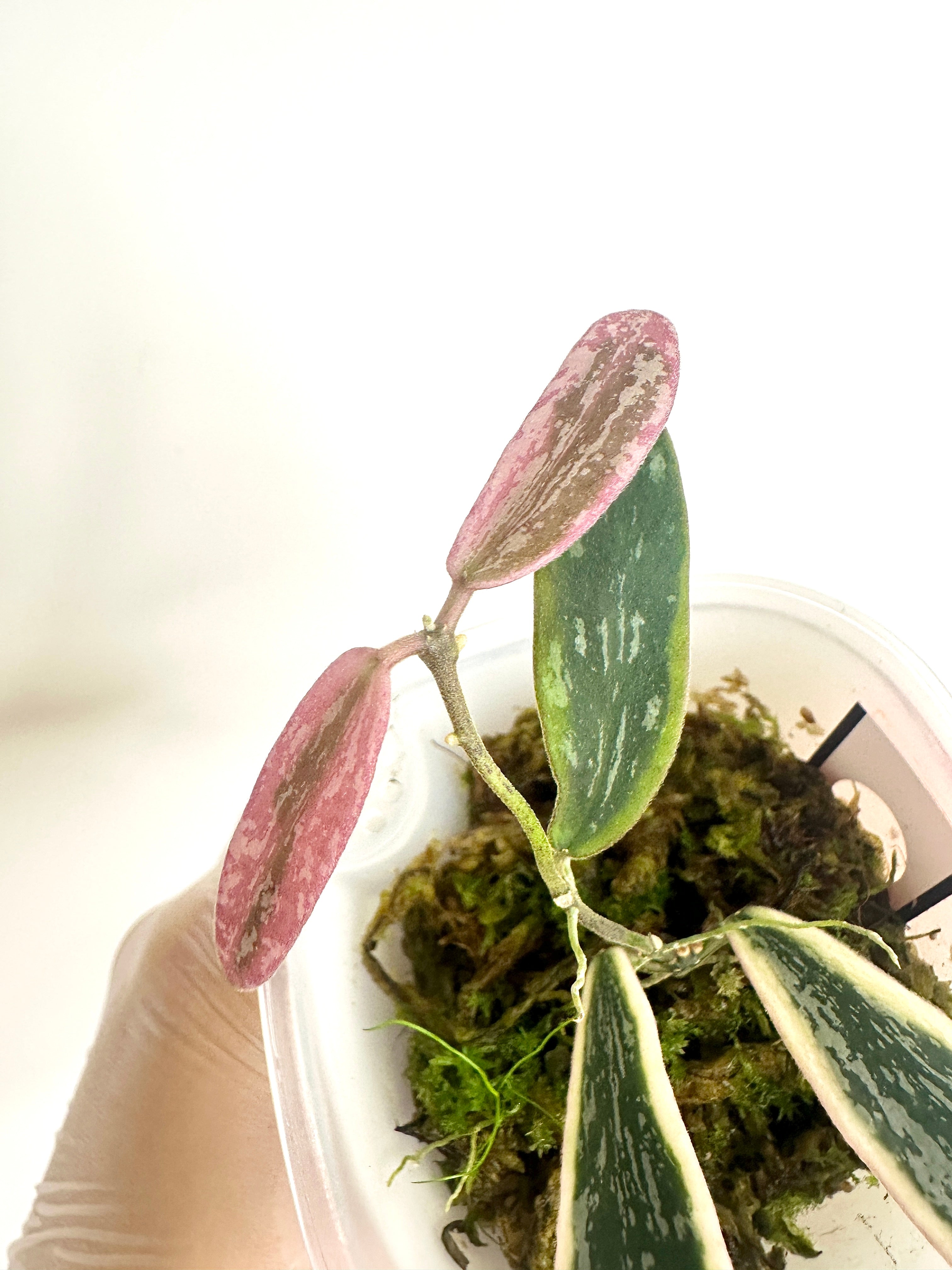 Hoya Sigillatis Albomarginata (with SWP)