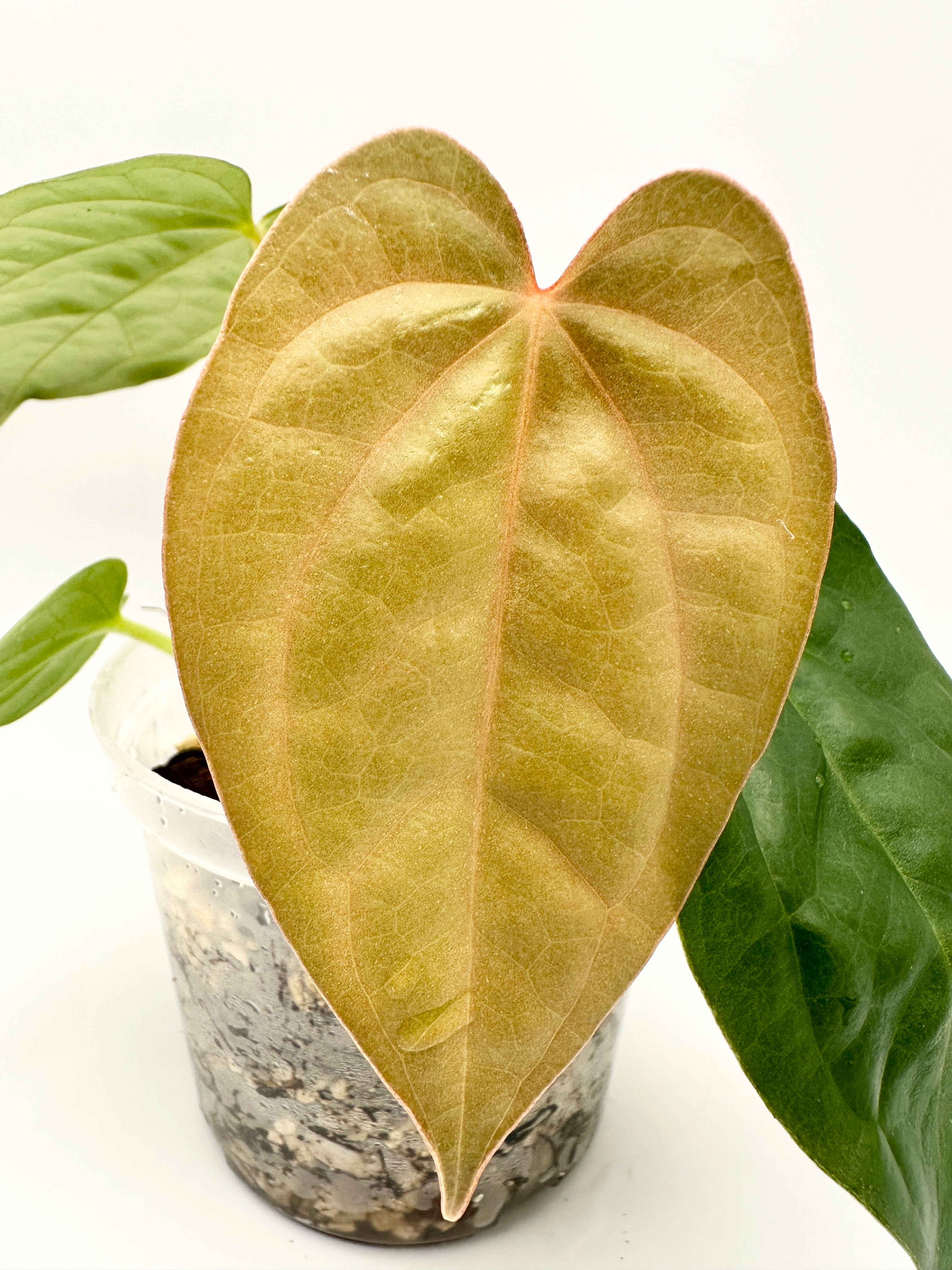 Anthurium Luxurians