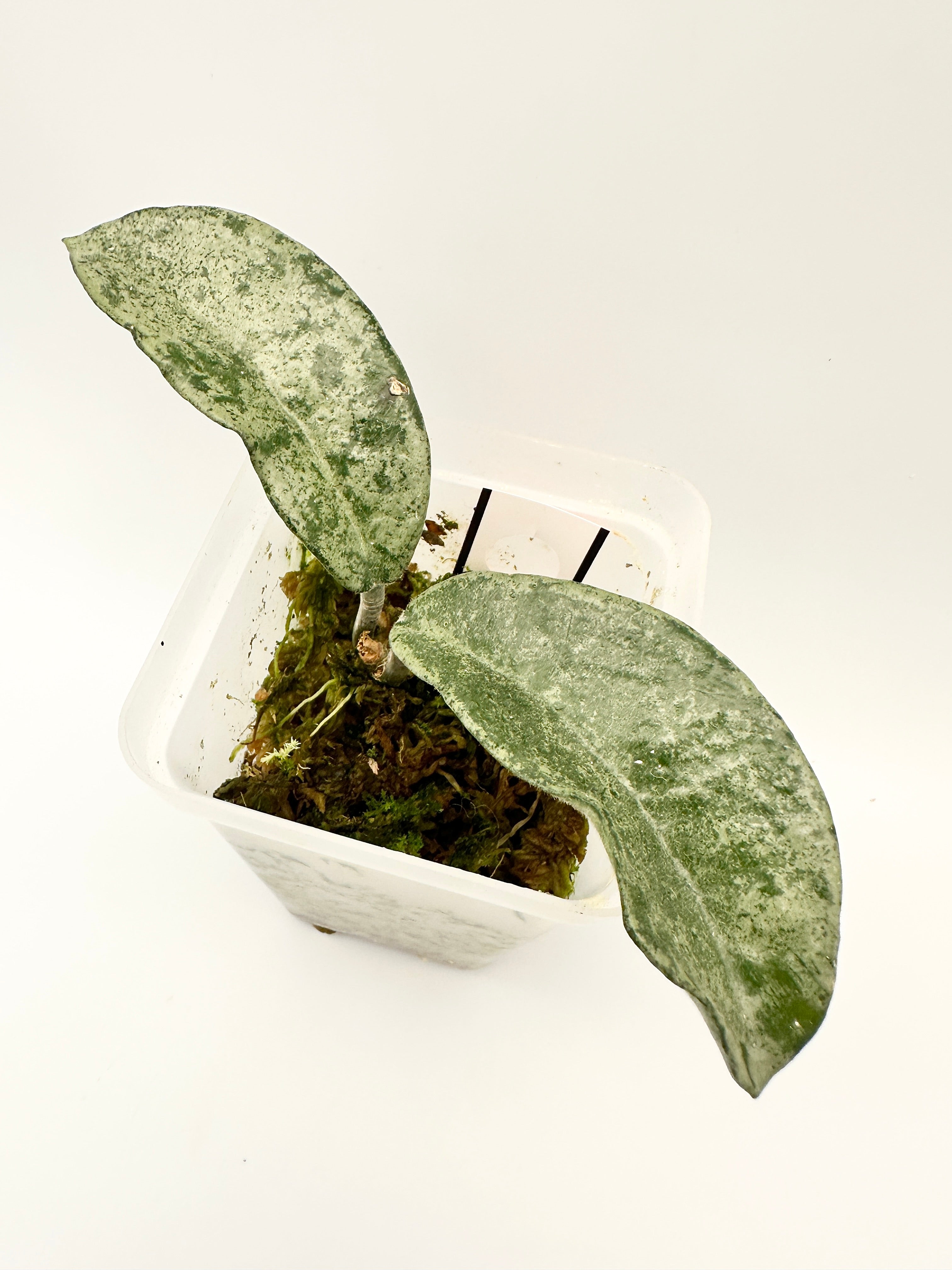 Hoya Carnosa ‘Grey Ghost’