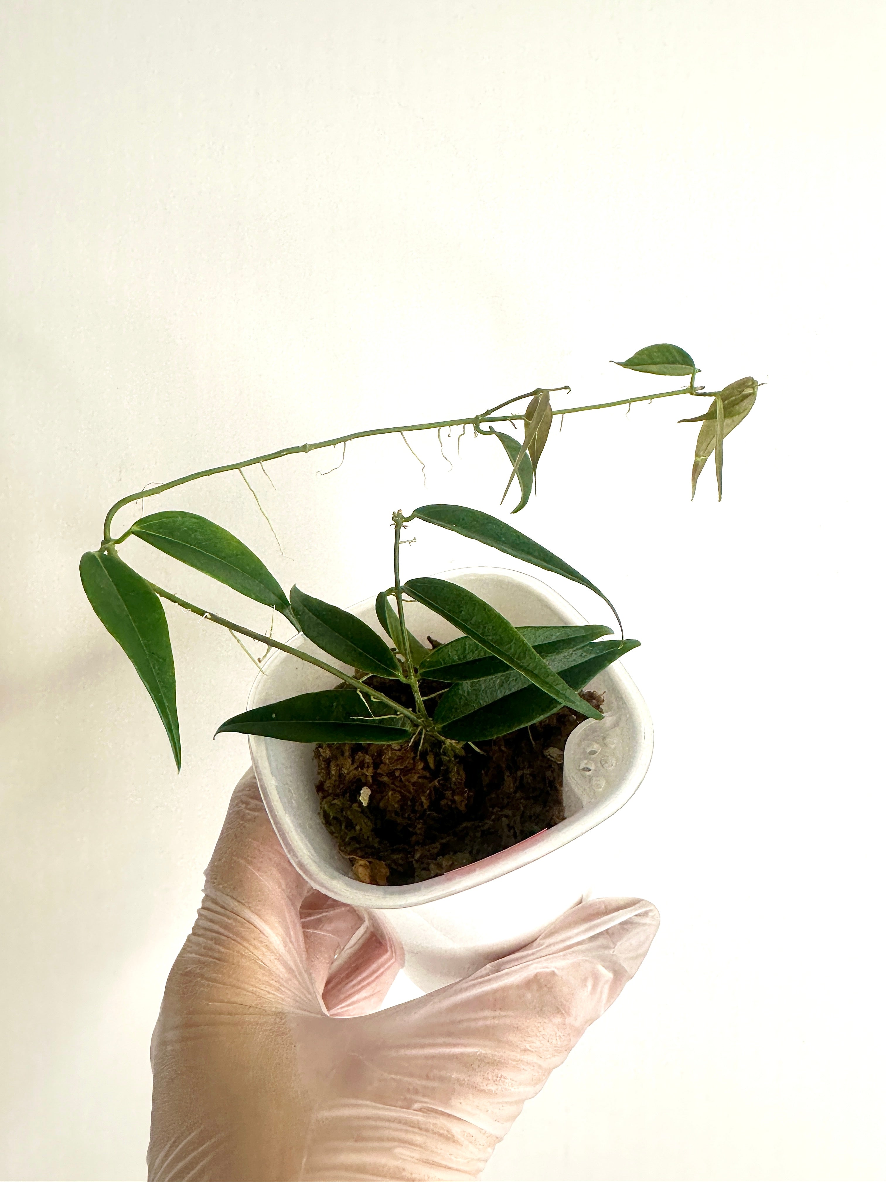 Hoya Leucantha (with SWP)