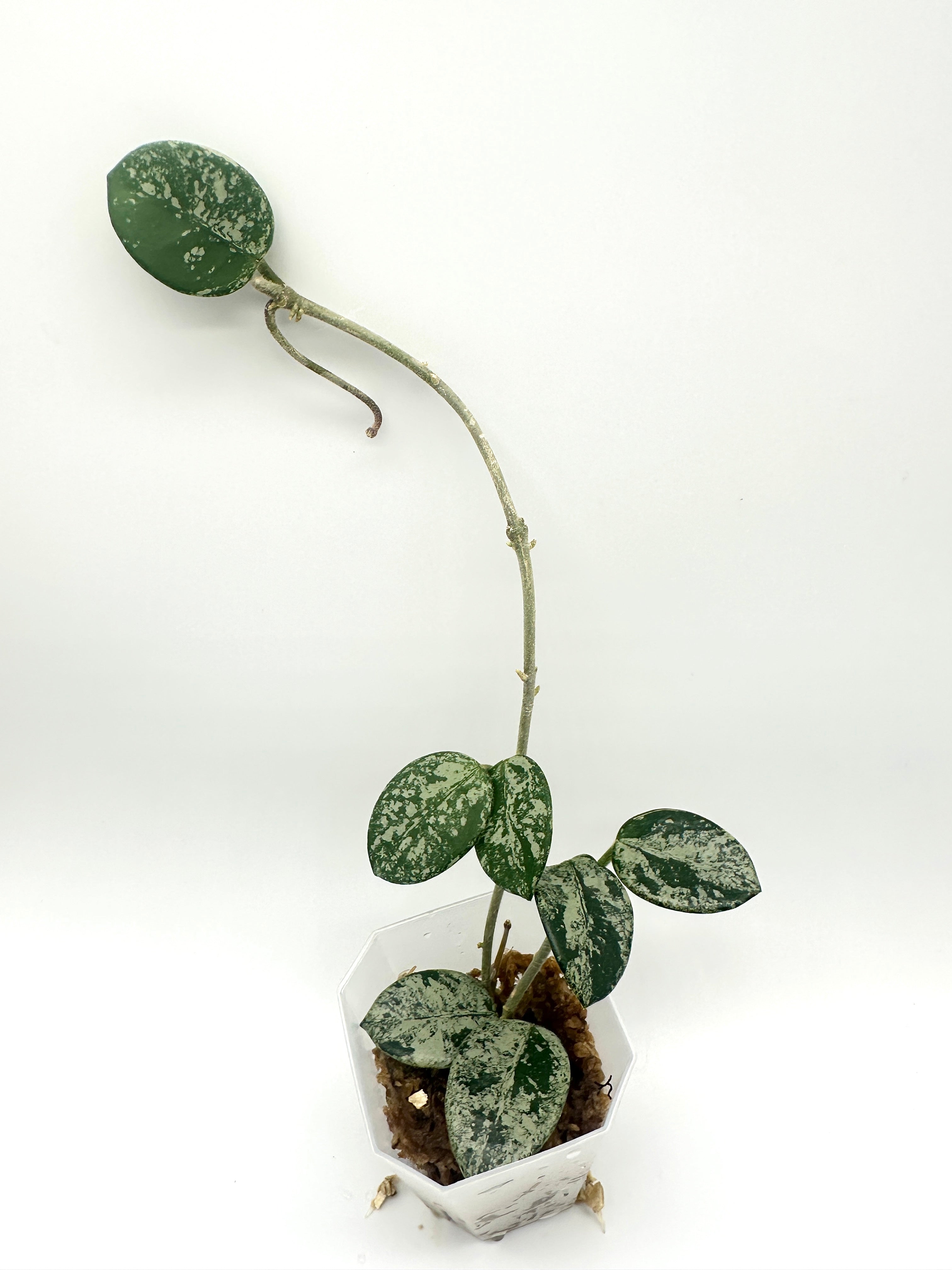 Hoya Mathilde (High Silver Splash)