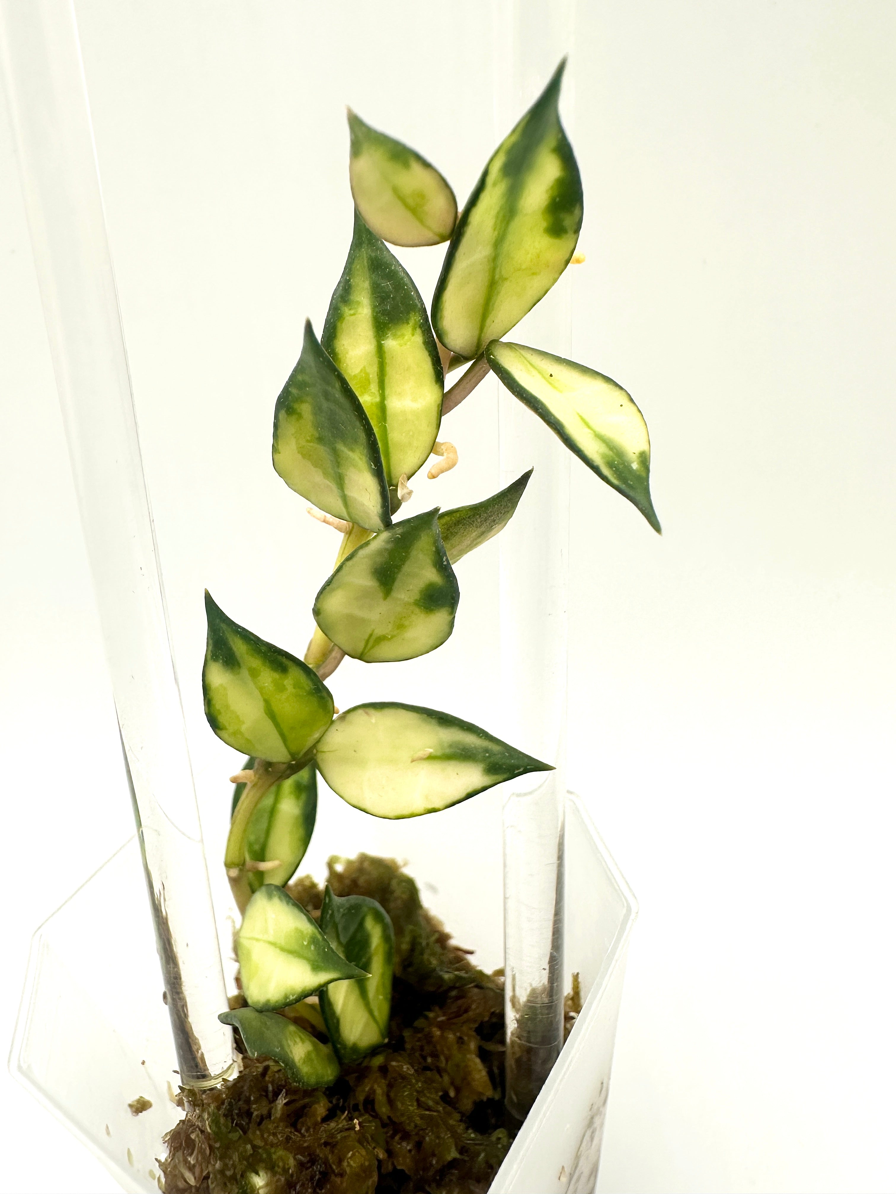 Hoya Lacunosa Var. (B)