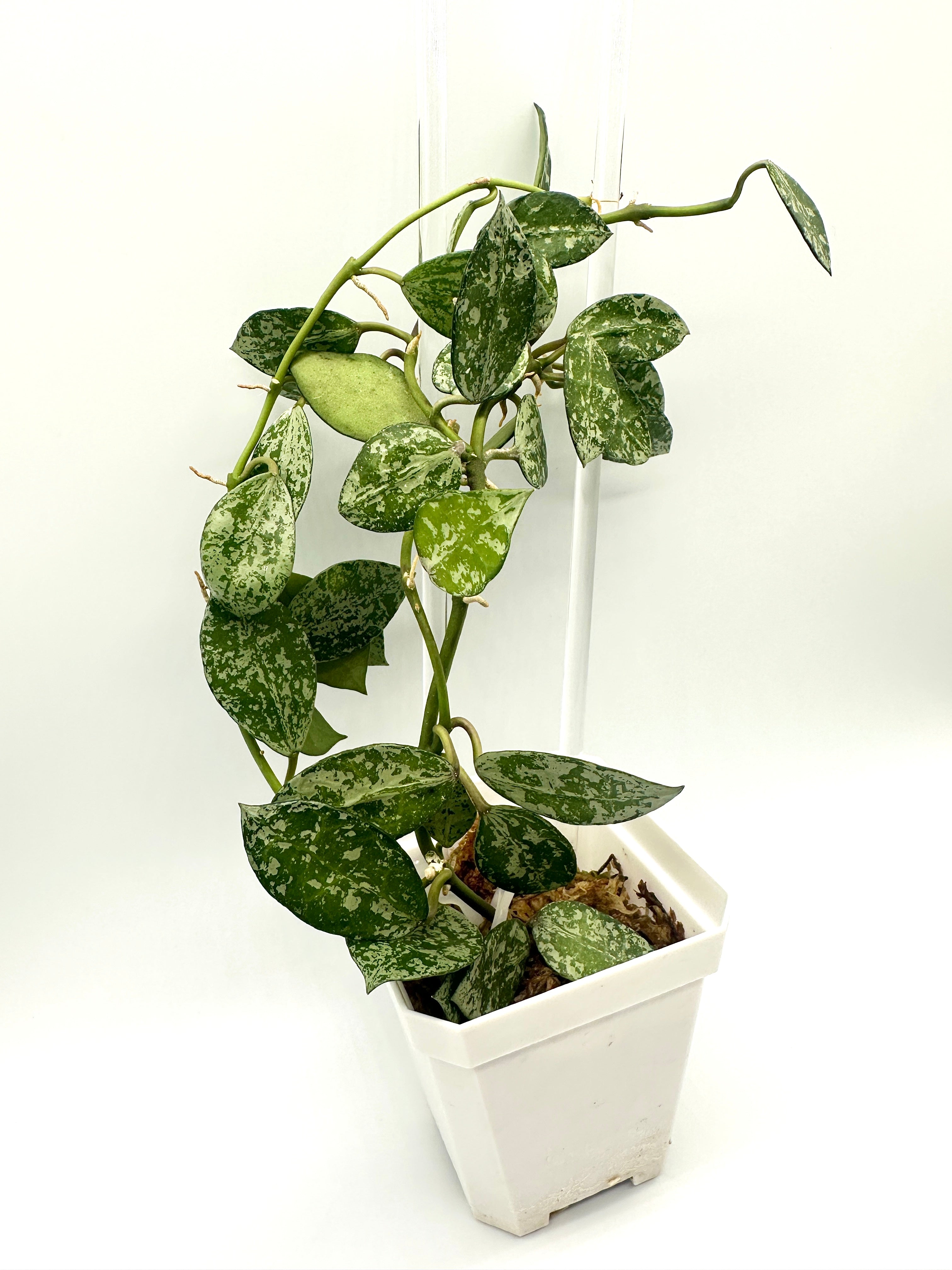 Hoya Lacunosa ‘Tiger Skin’