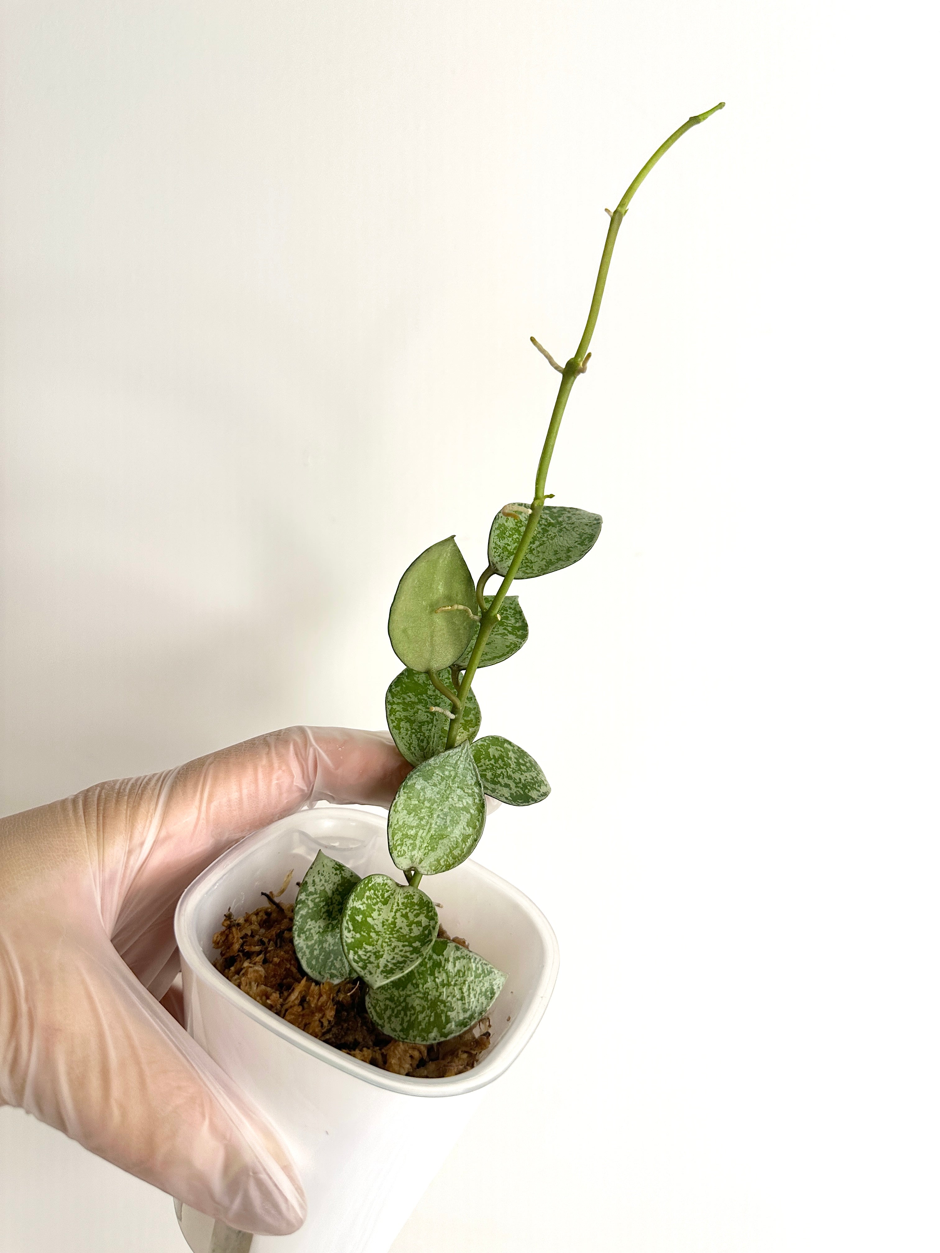 Hoya Lacunosa ‘Silver Lime’ (with SWP)