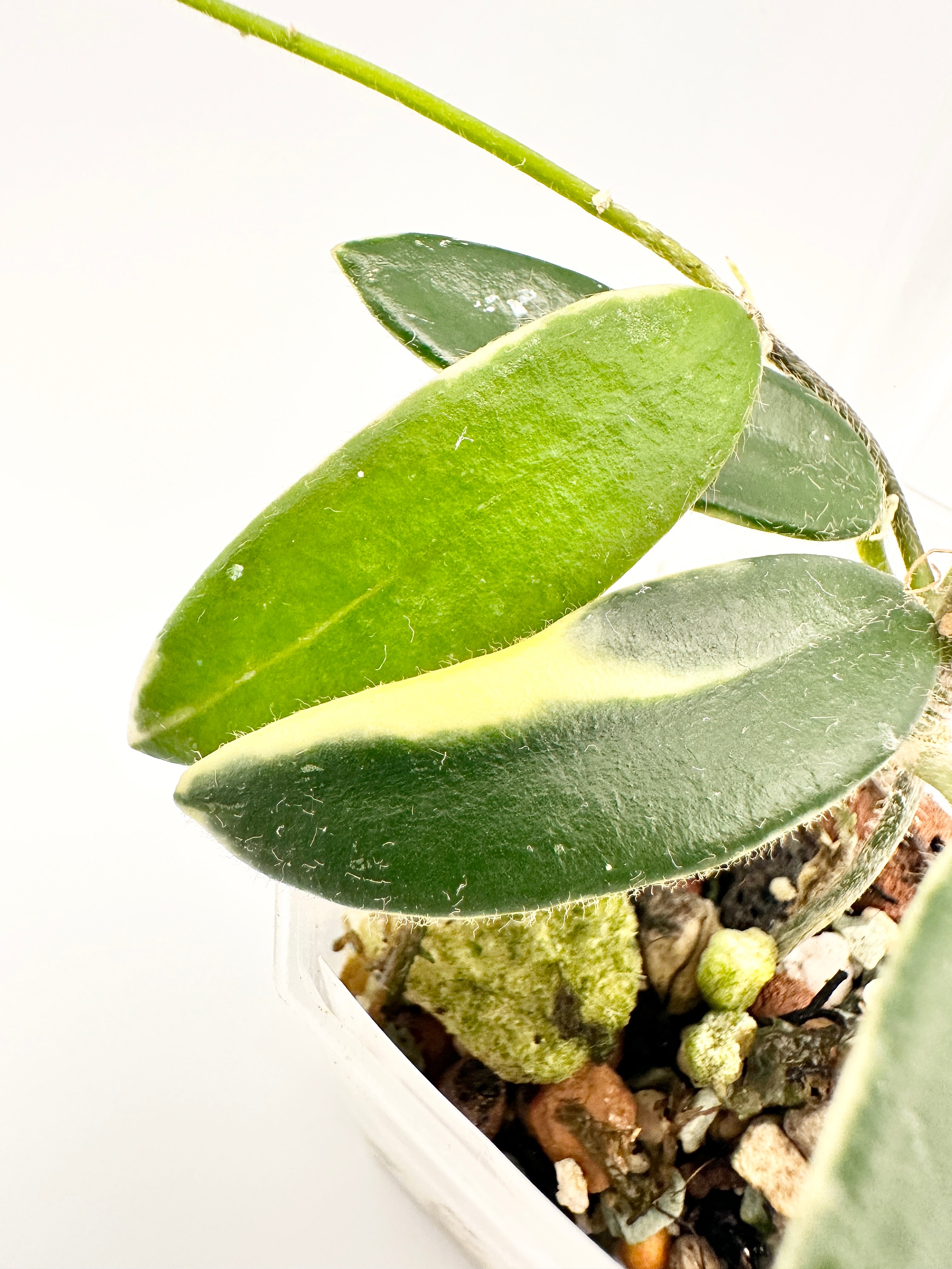 Hoya Lyi Prism (Pink Flower)