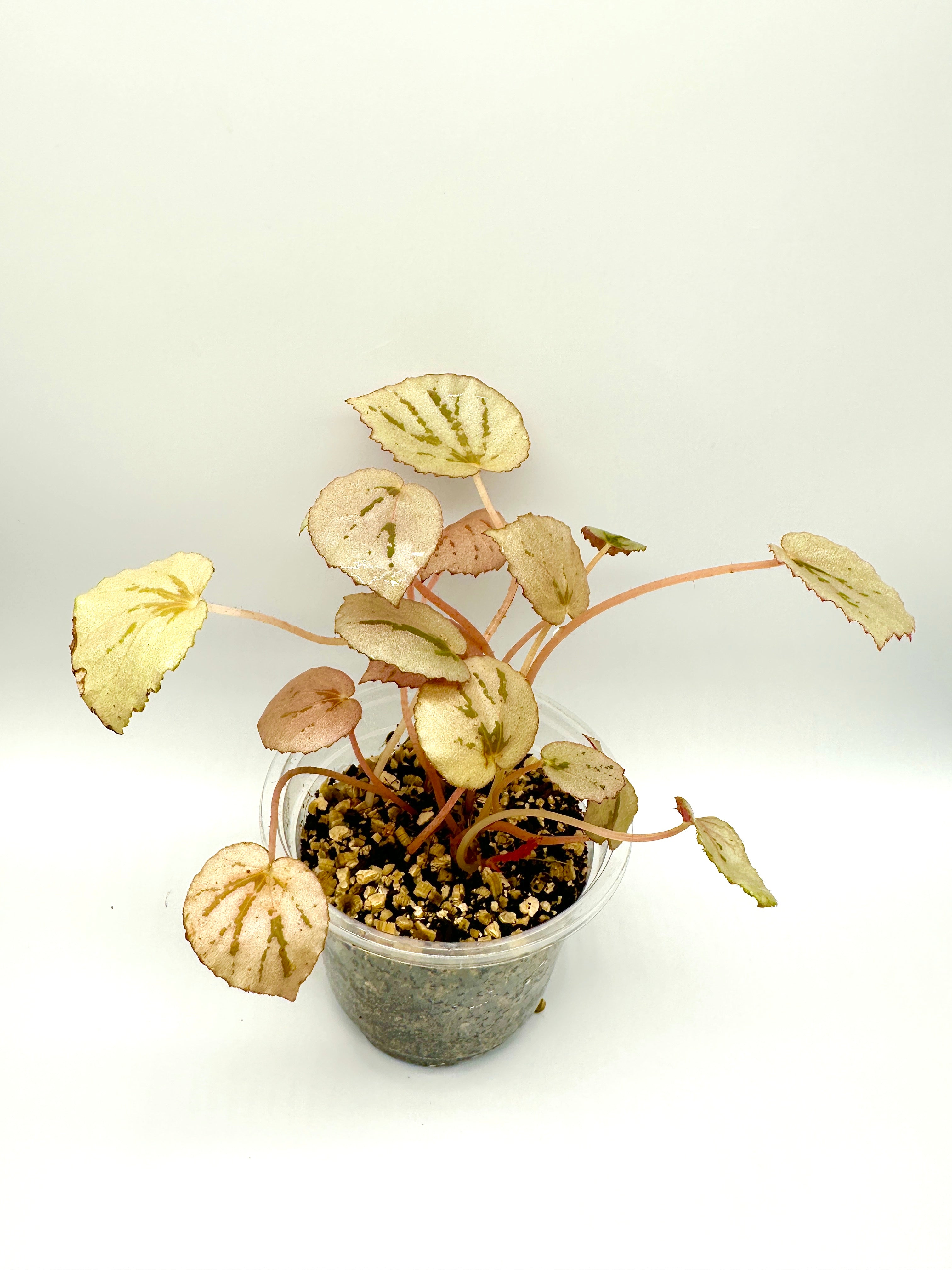 Begonia Martin’s Mystery