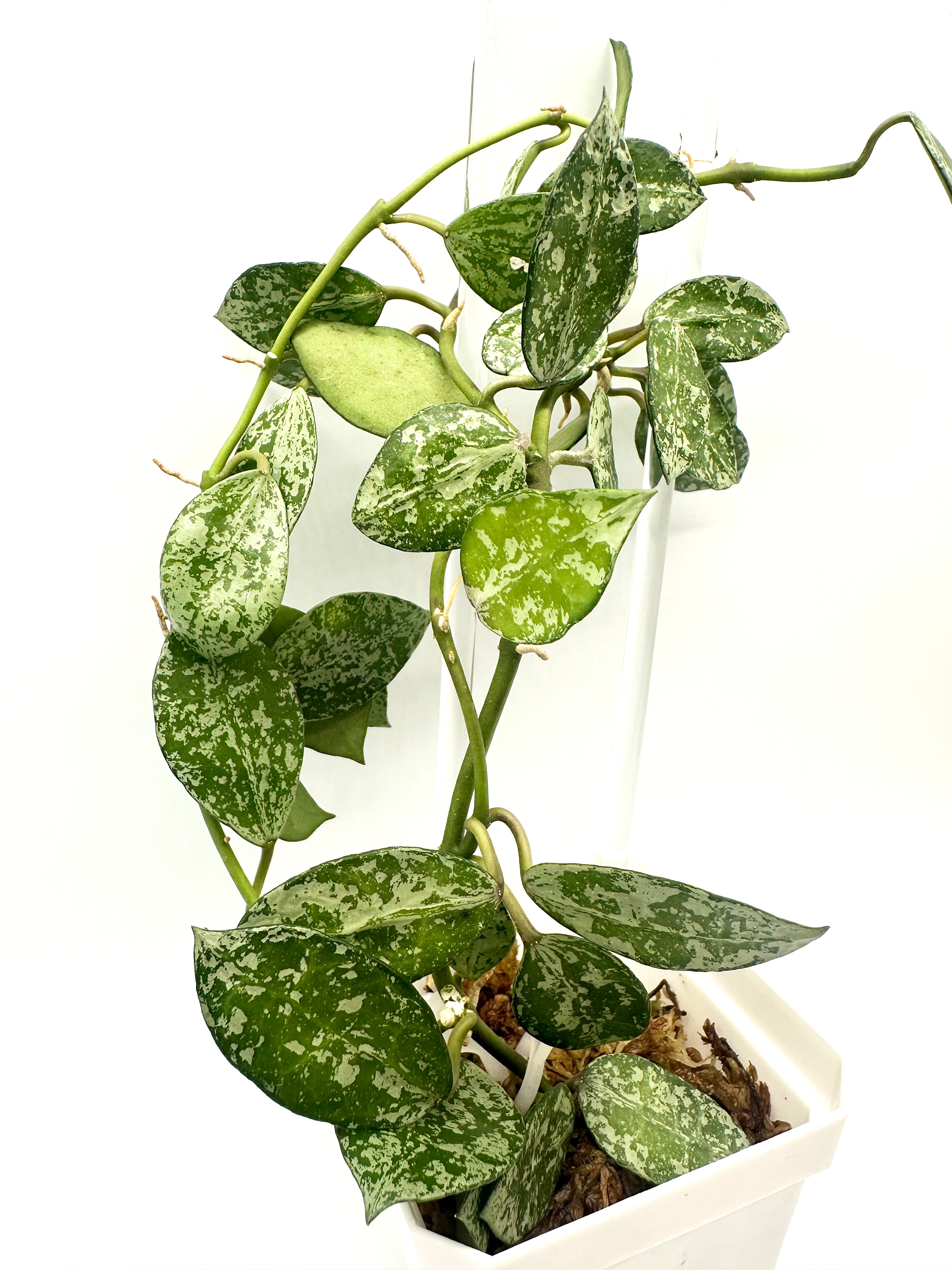 Hoya Lacunosa ‘Tiger Skin’