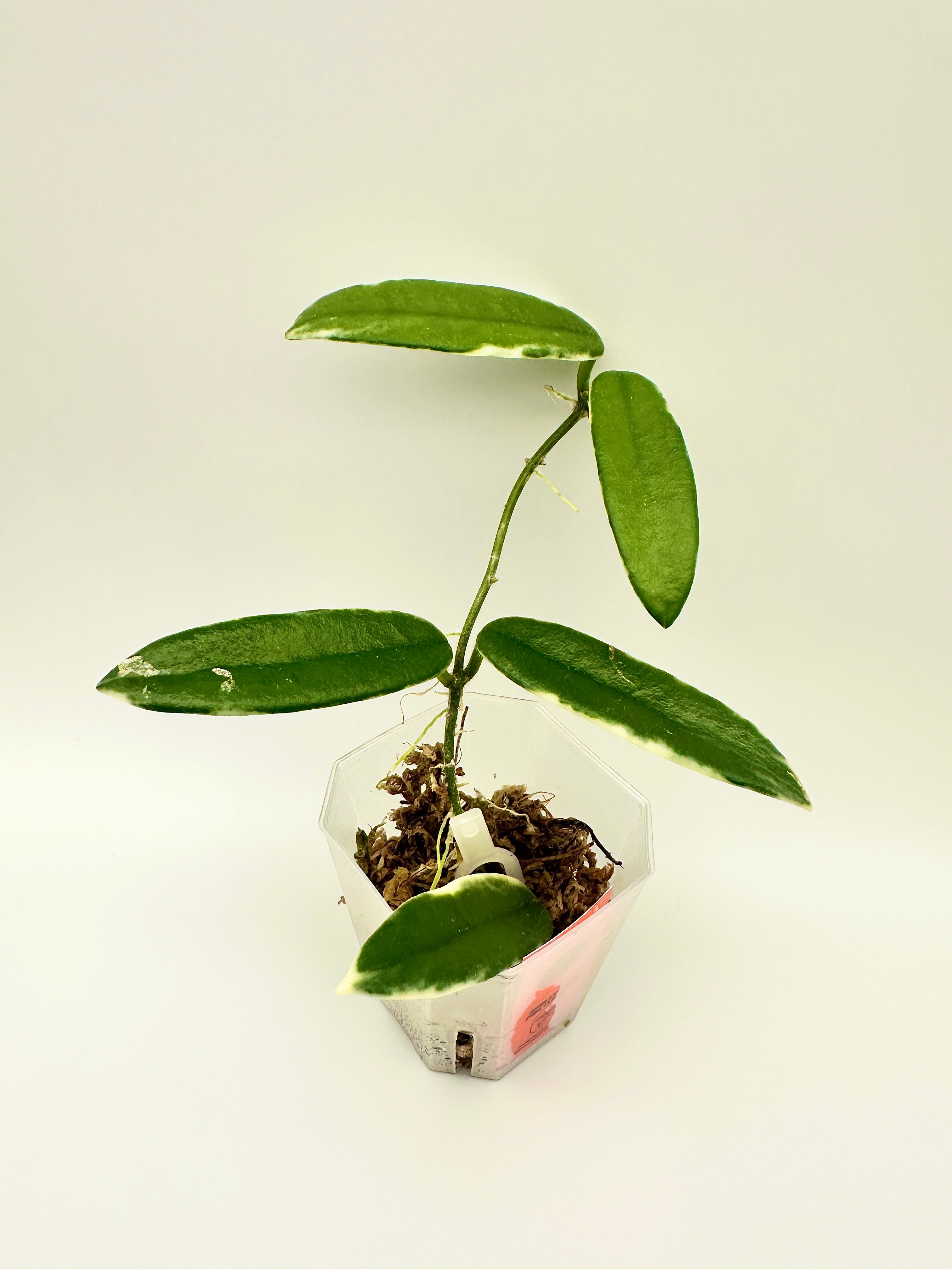 Hoya Lyi Prism - Pink Flower (B)