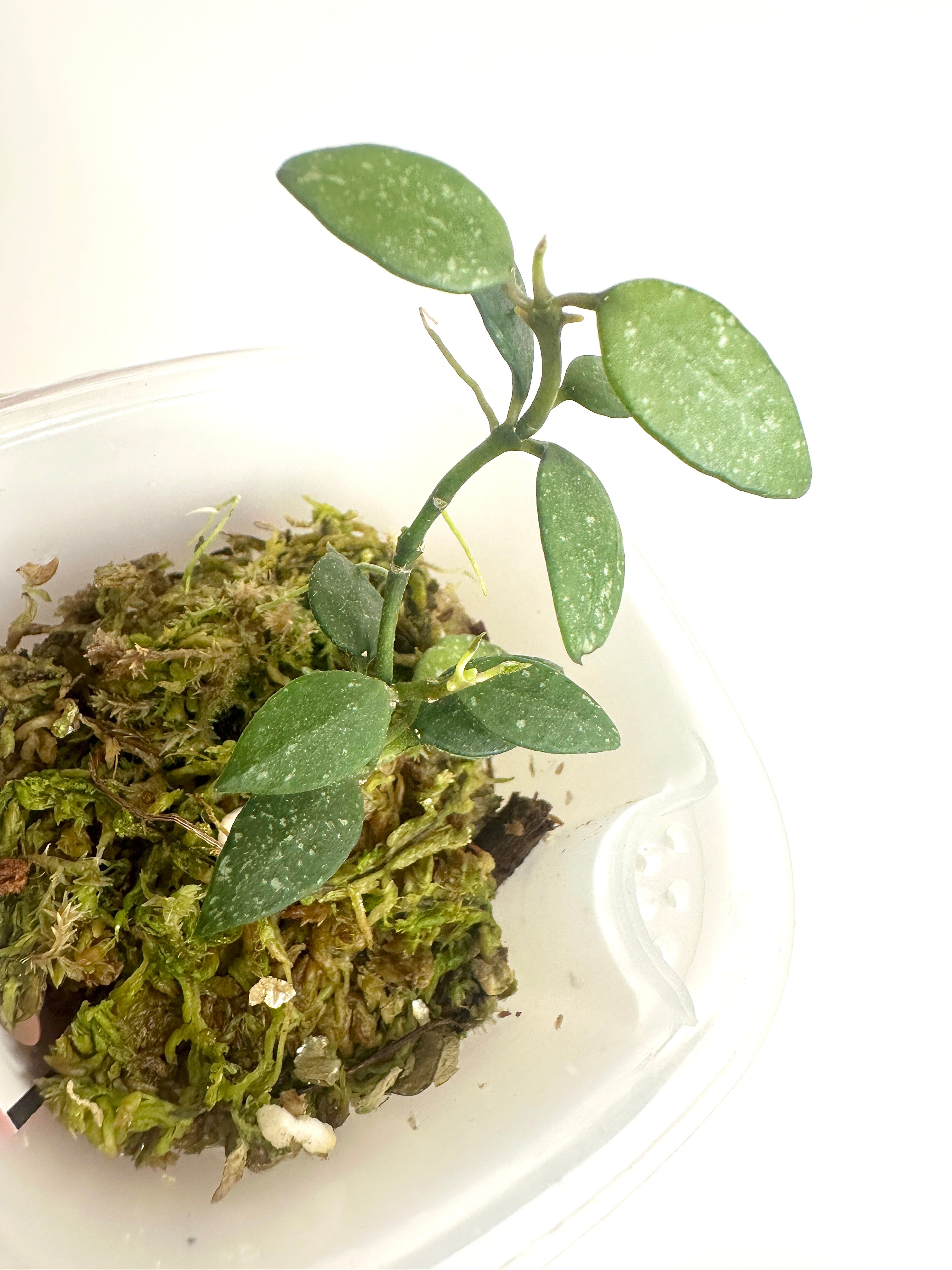 Hoya Lacunosa ‘Langkawi Island’ (with SWP)