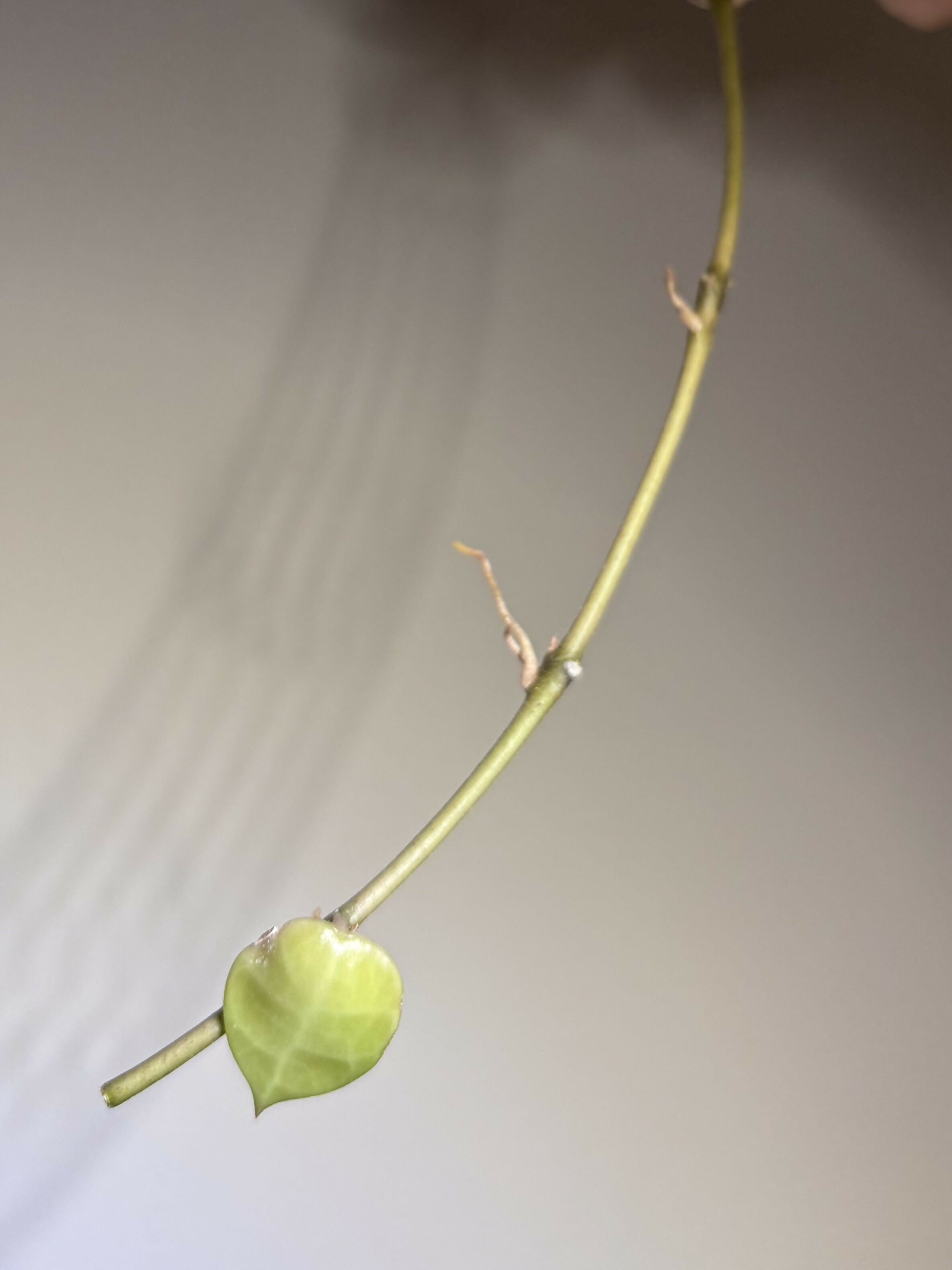 Hoya Lacunosa Trio (A)
