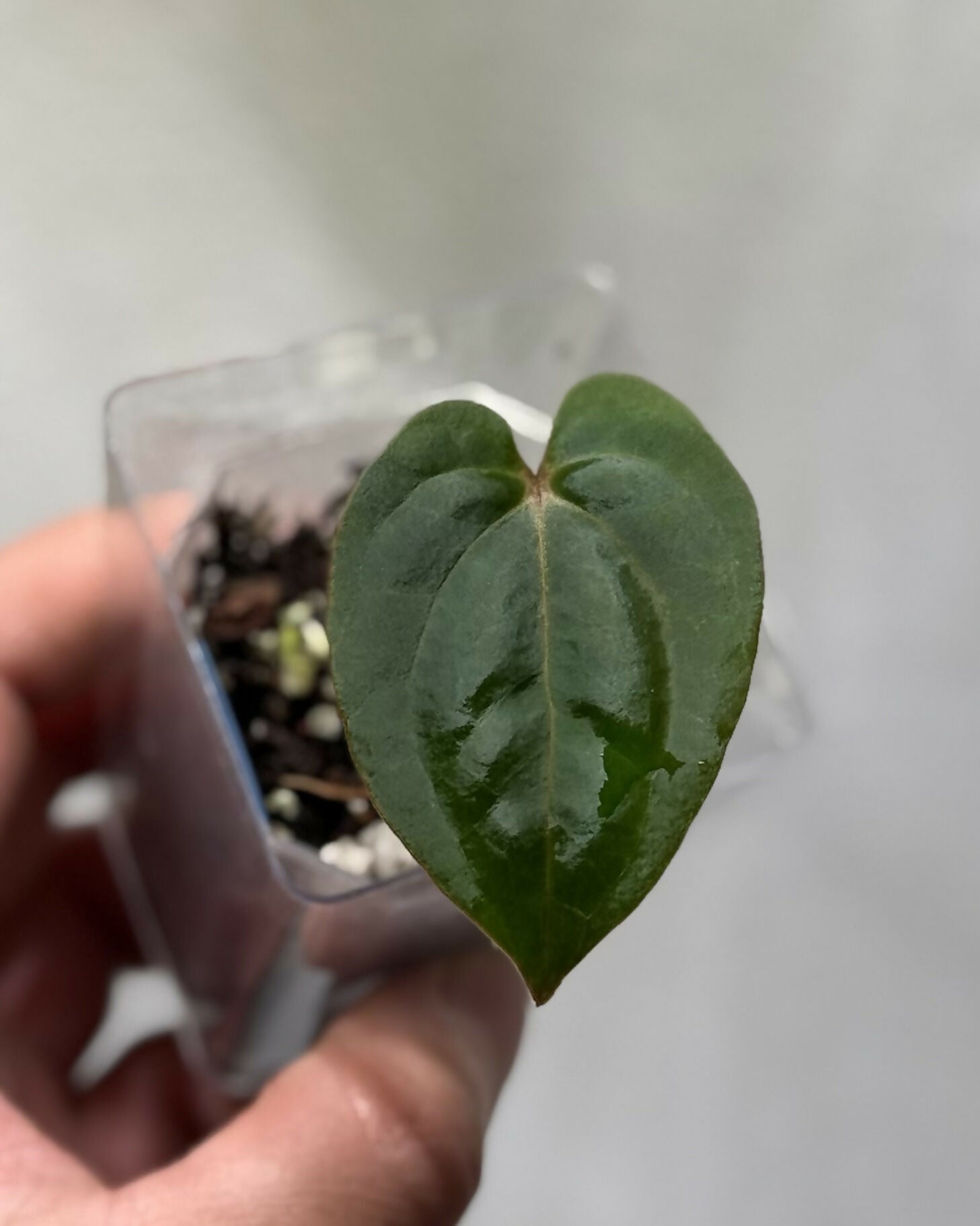 Anthurium Bloodmoon OG clone