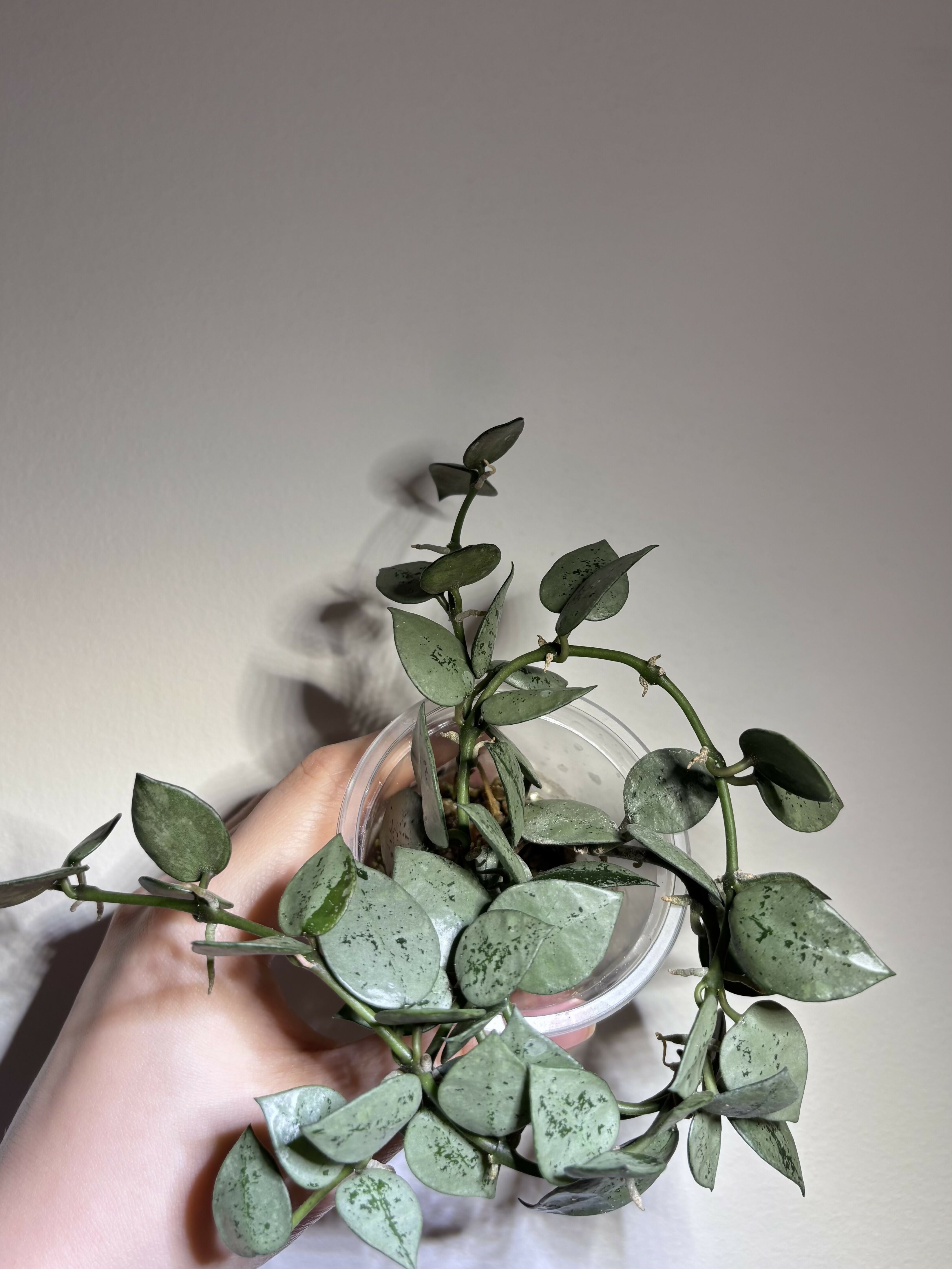 Hoya Lacunosa Trio (B)
