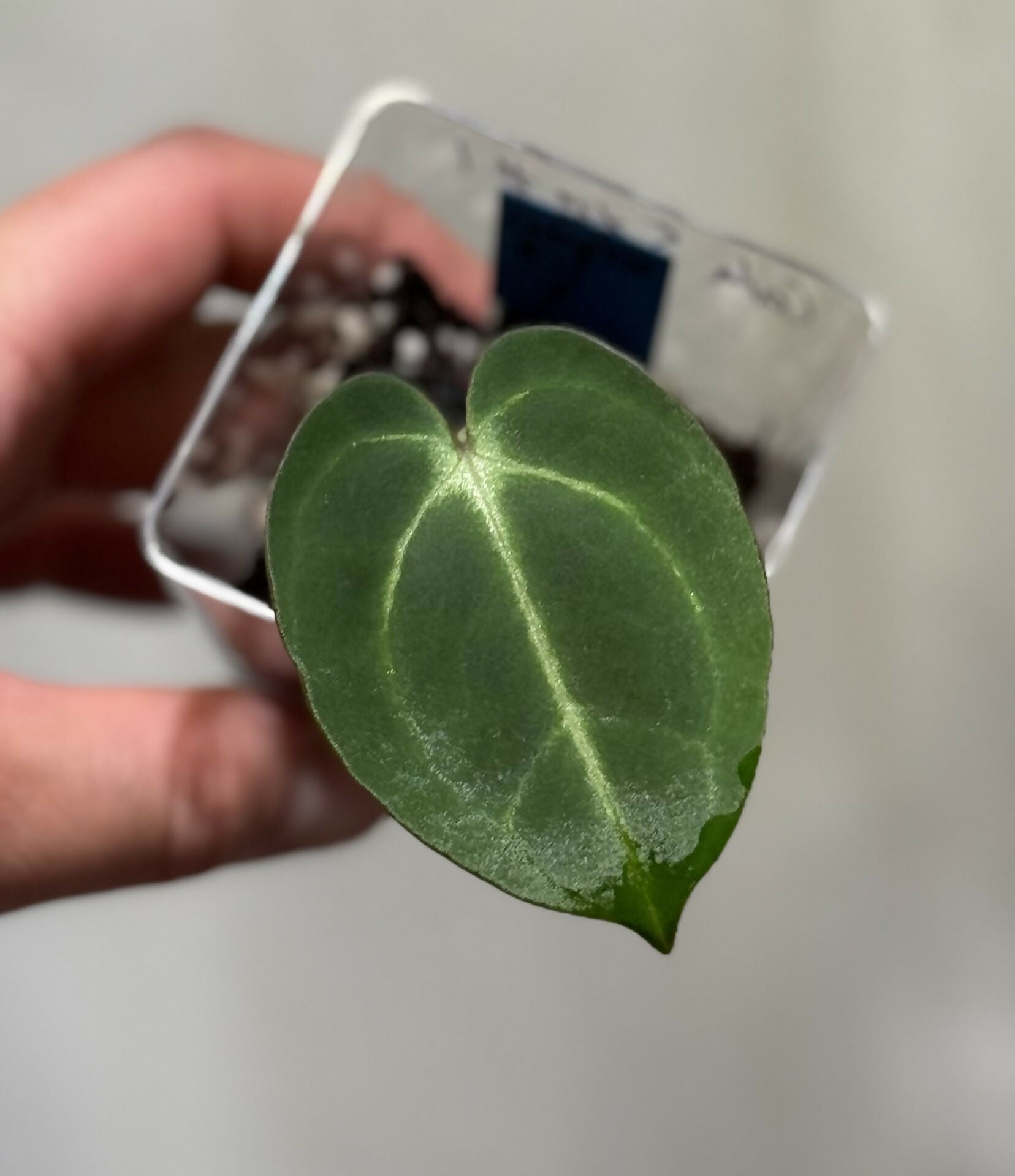 Anthurium Carlablackiae 5x10