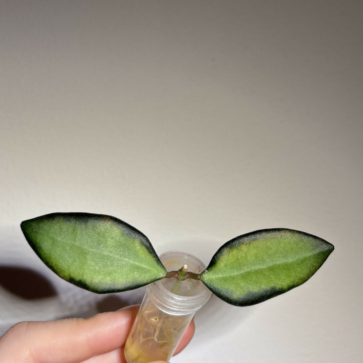 ADD-ON: Hoya Aff. Burtoniae Var.