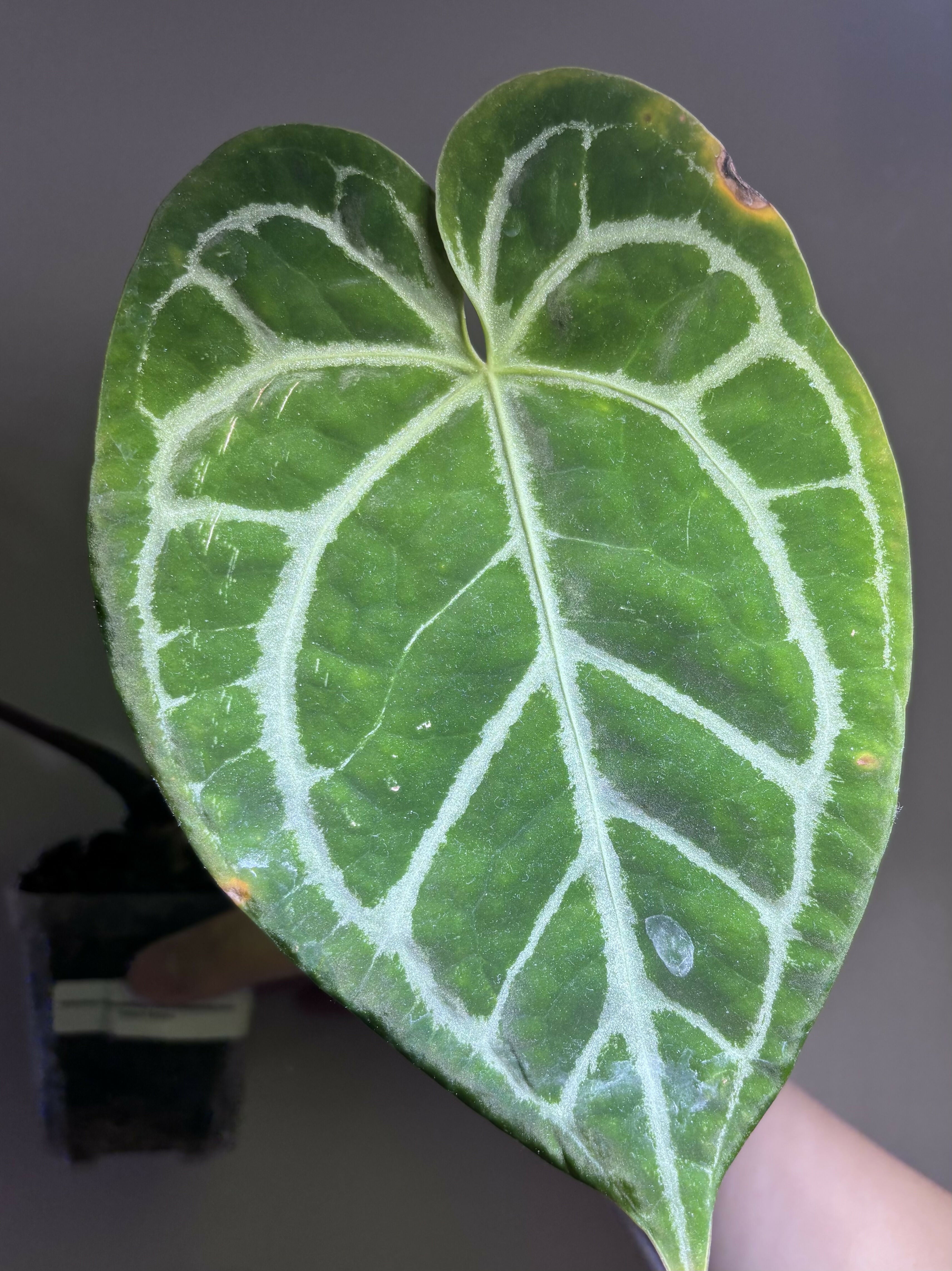 Anthurium CrystalMag x (BlackWidow x Michelle)