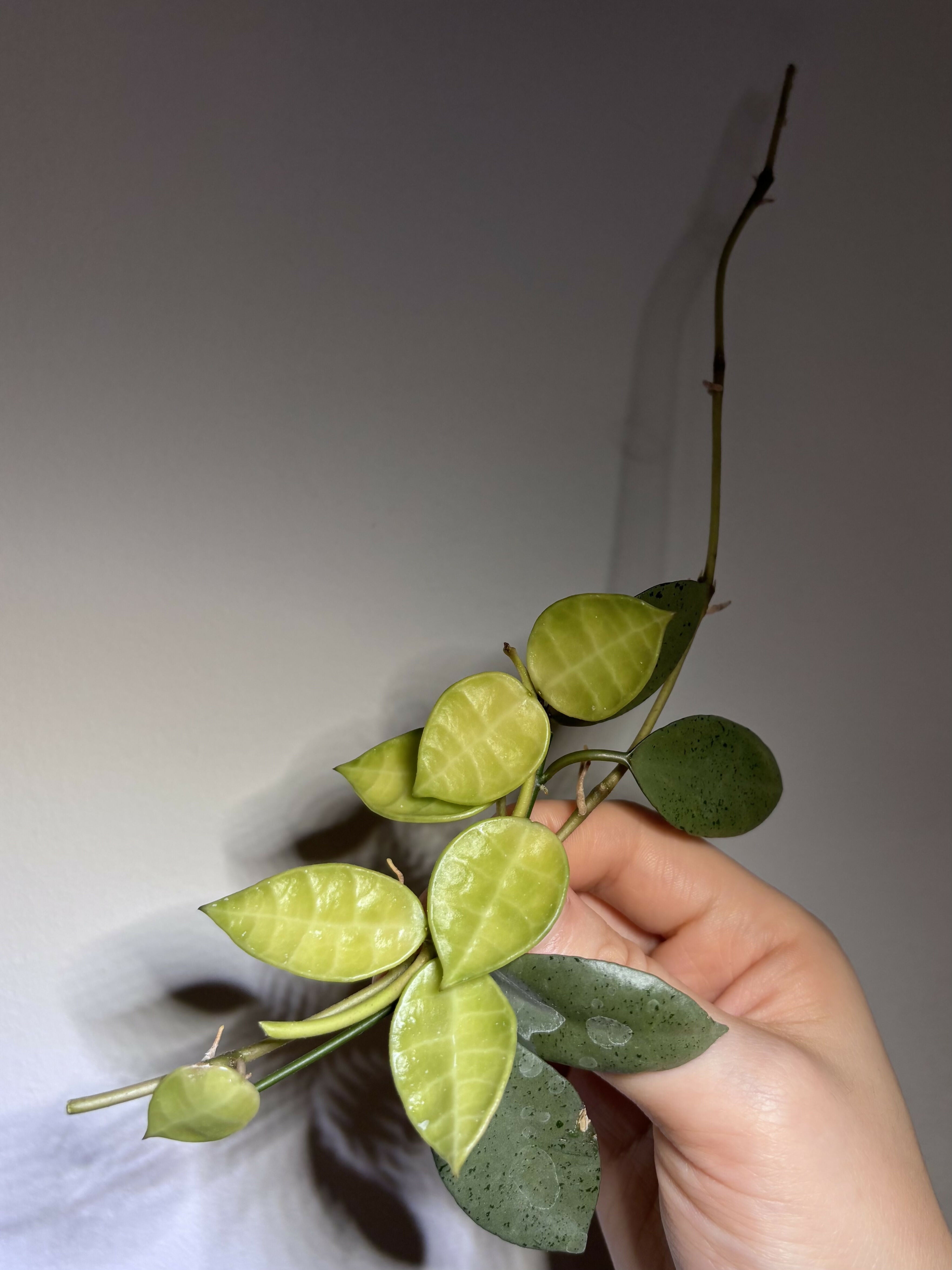 Hoya Lacunosa Trio (A)