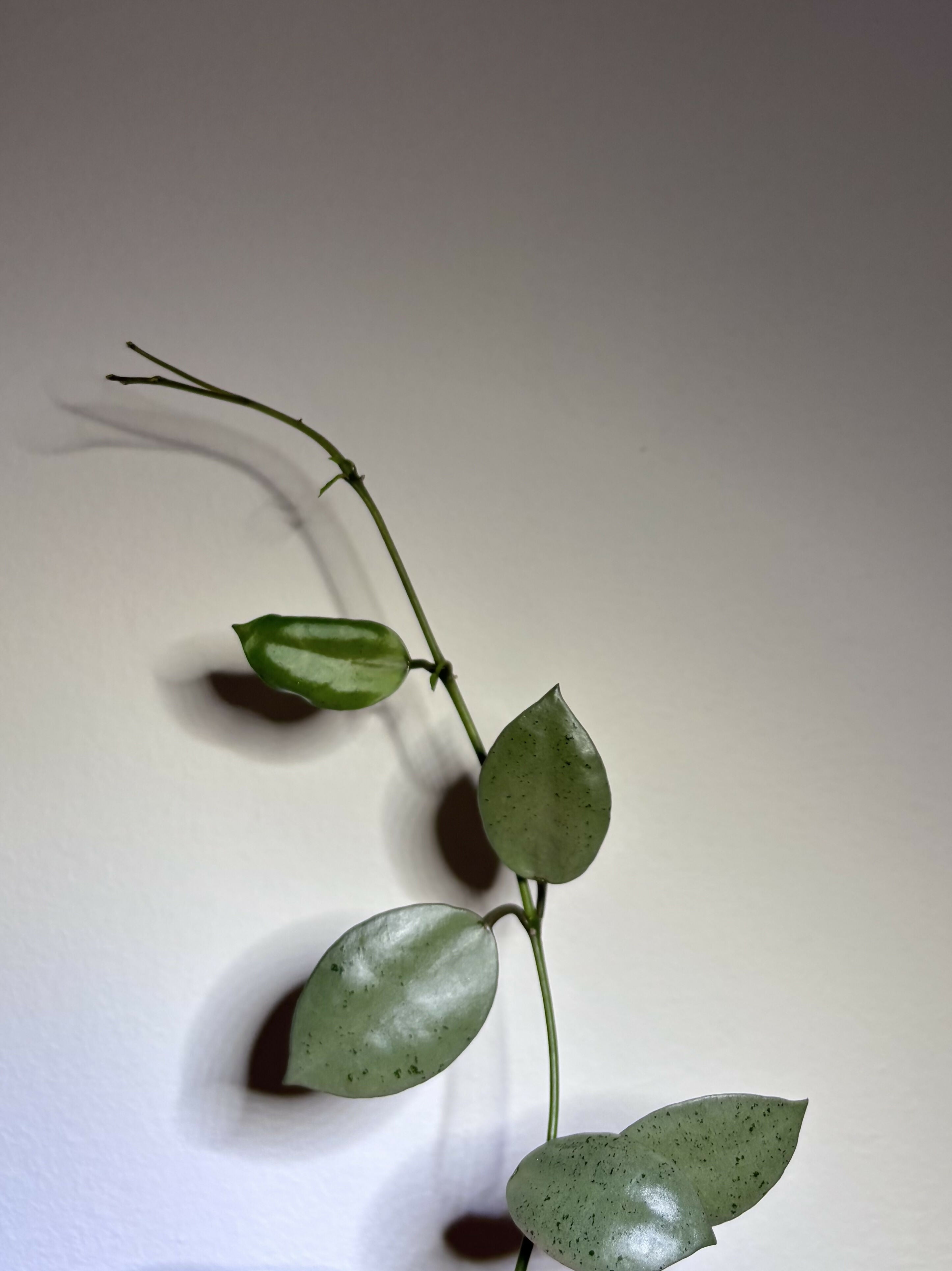 Hoya Lacunosa Trio (B)