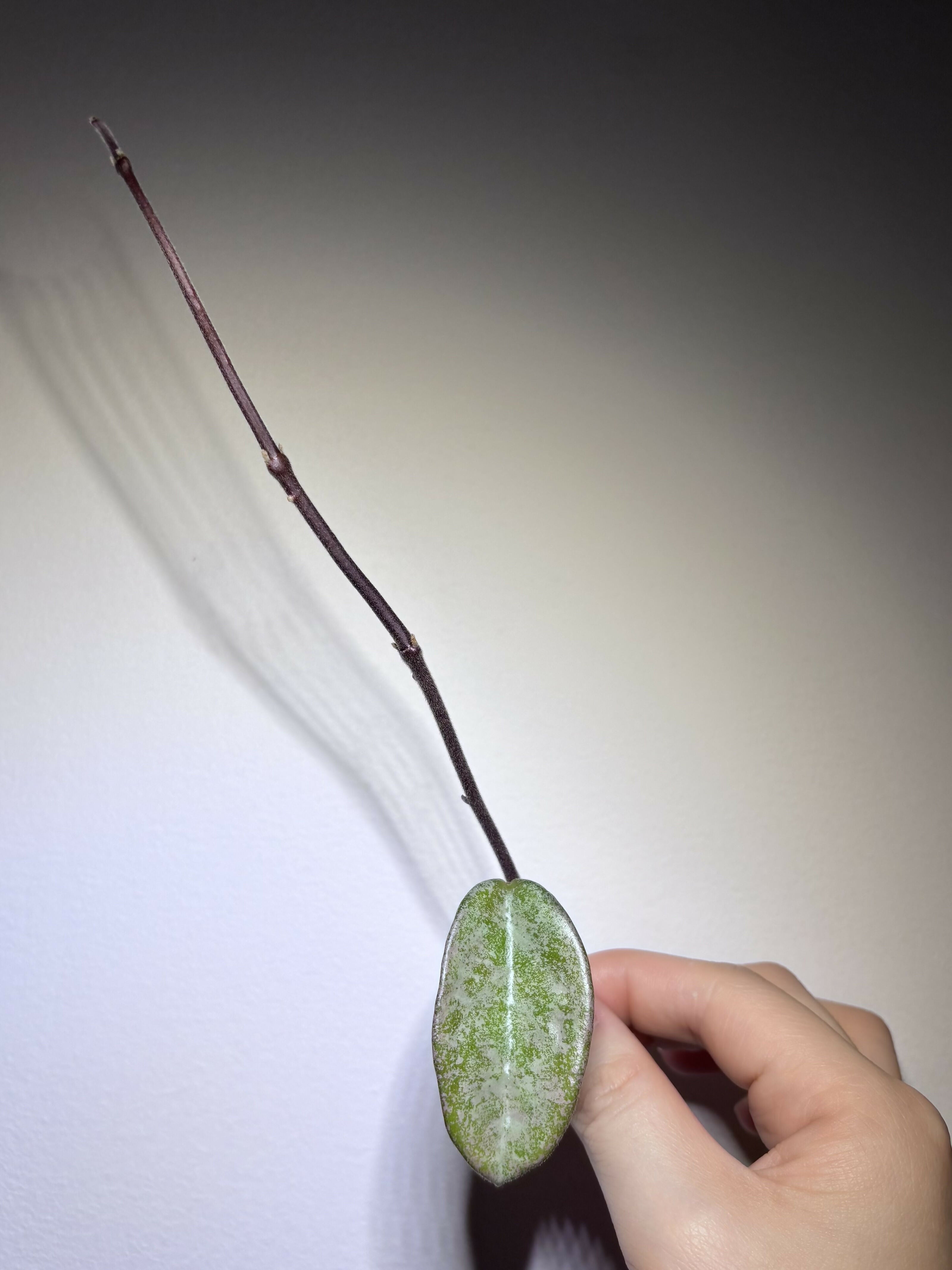 Hoya Carnosa Nova Ghost