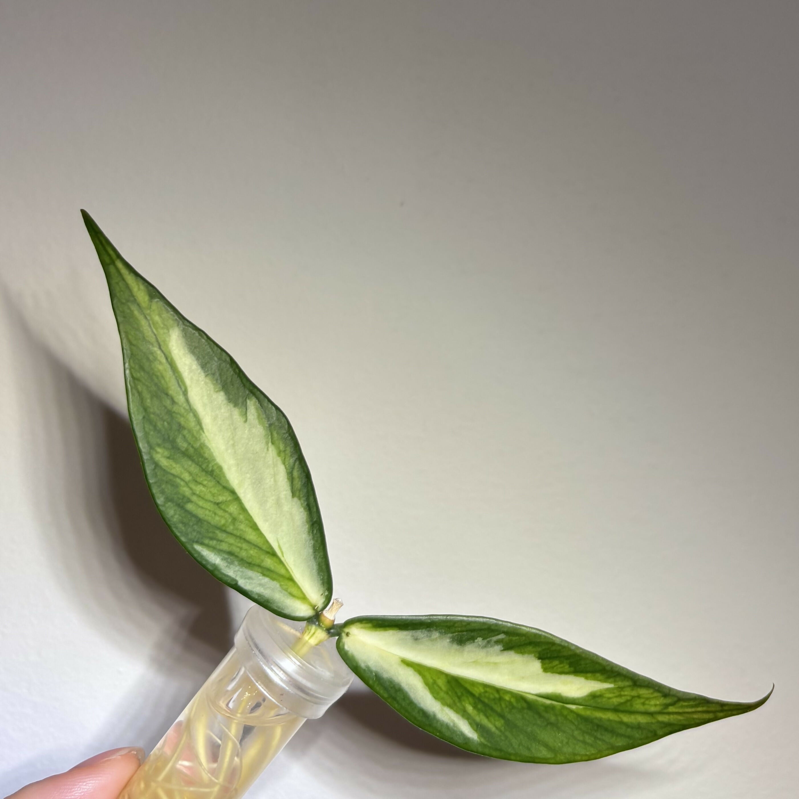ADD-ON: Hoya Polyneura Inner Var. (C)