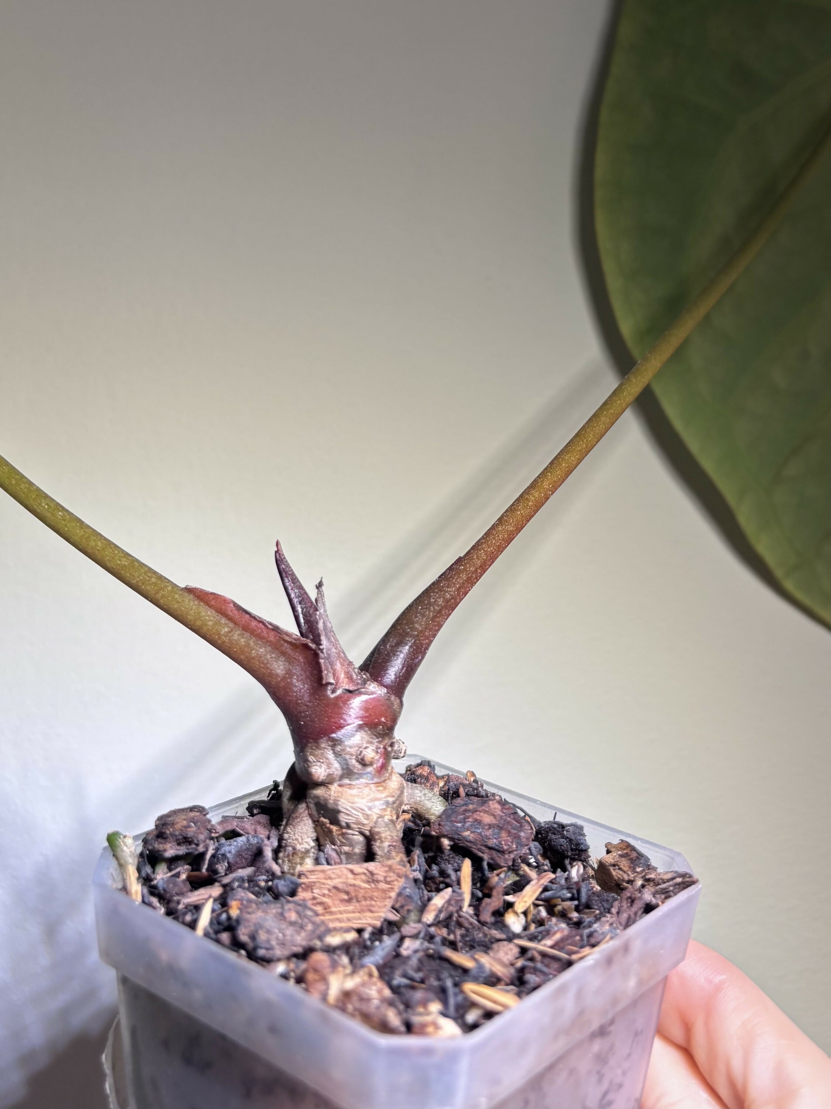 Anthurium CrystalMag x (BlackWidow x Michelle)
