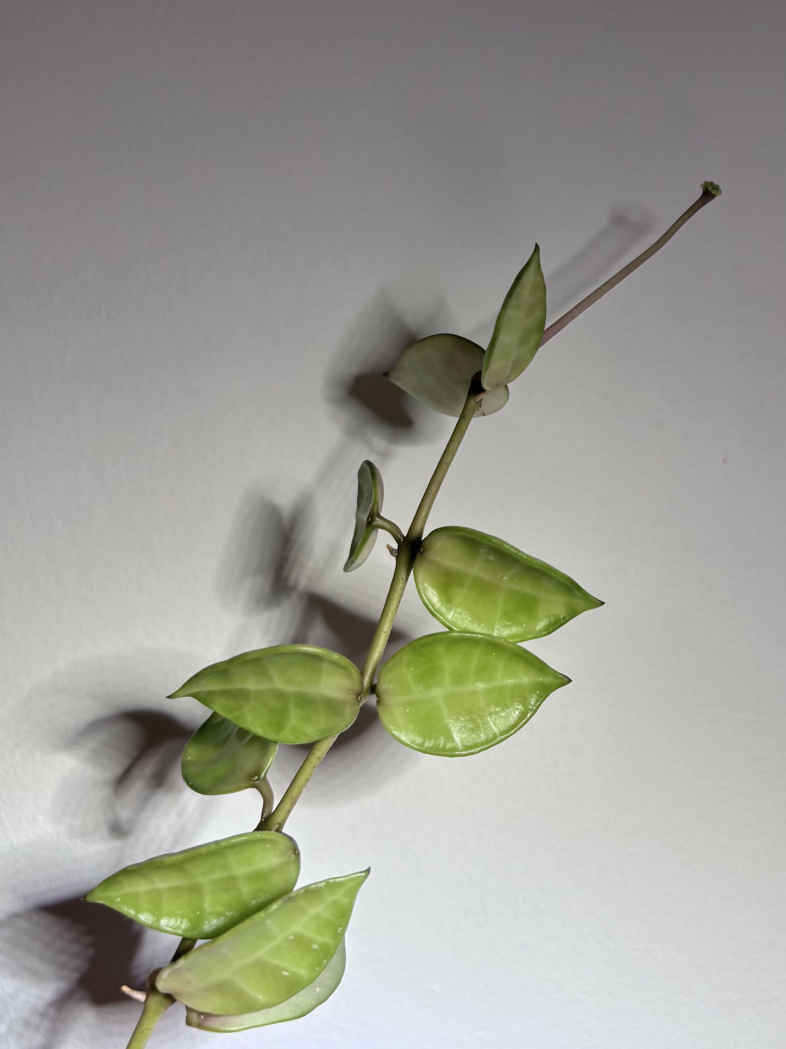 Hoya Lacunosa Trio (B)