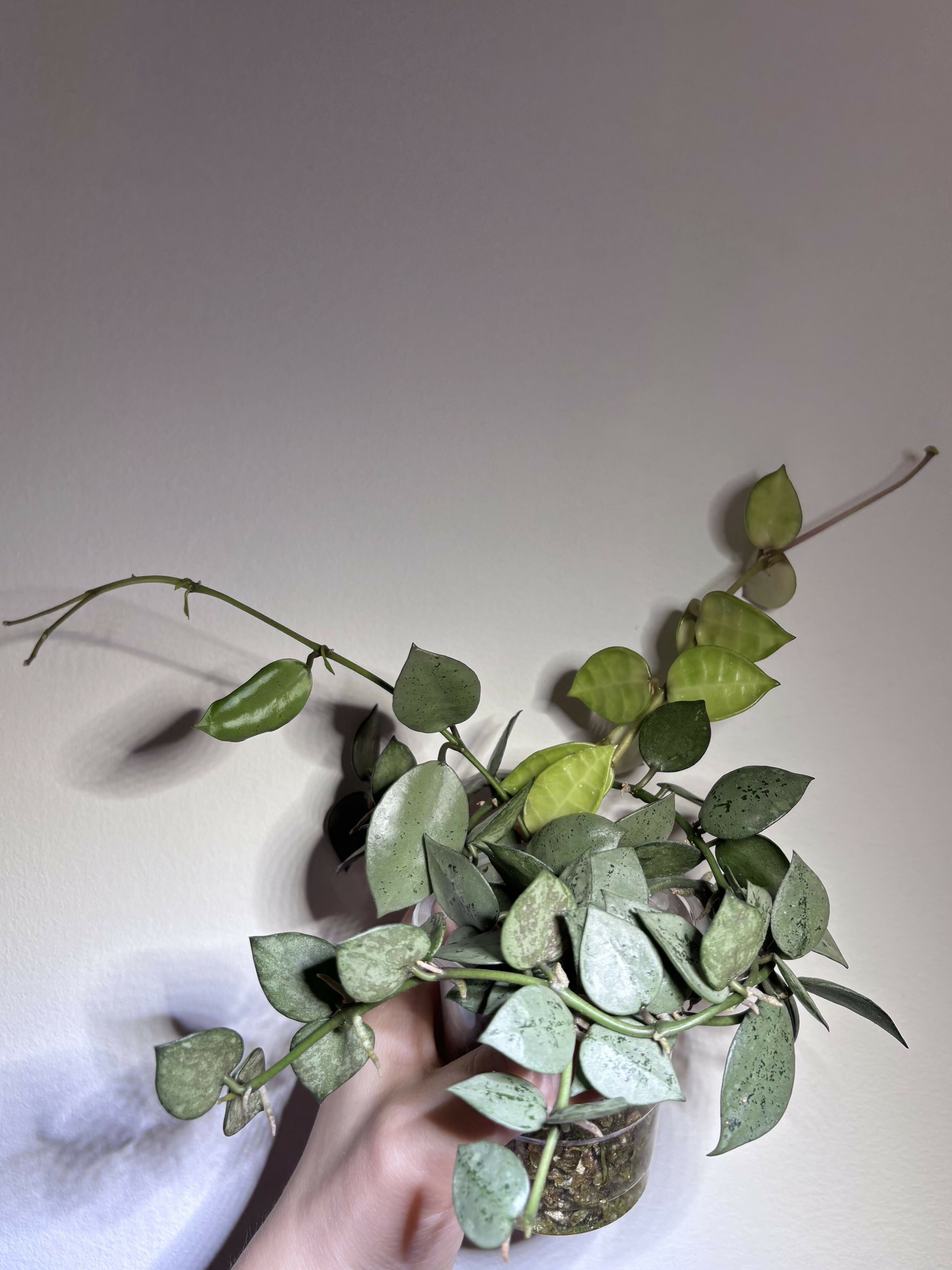 Hoya Lacunosa Trio (B)