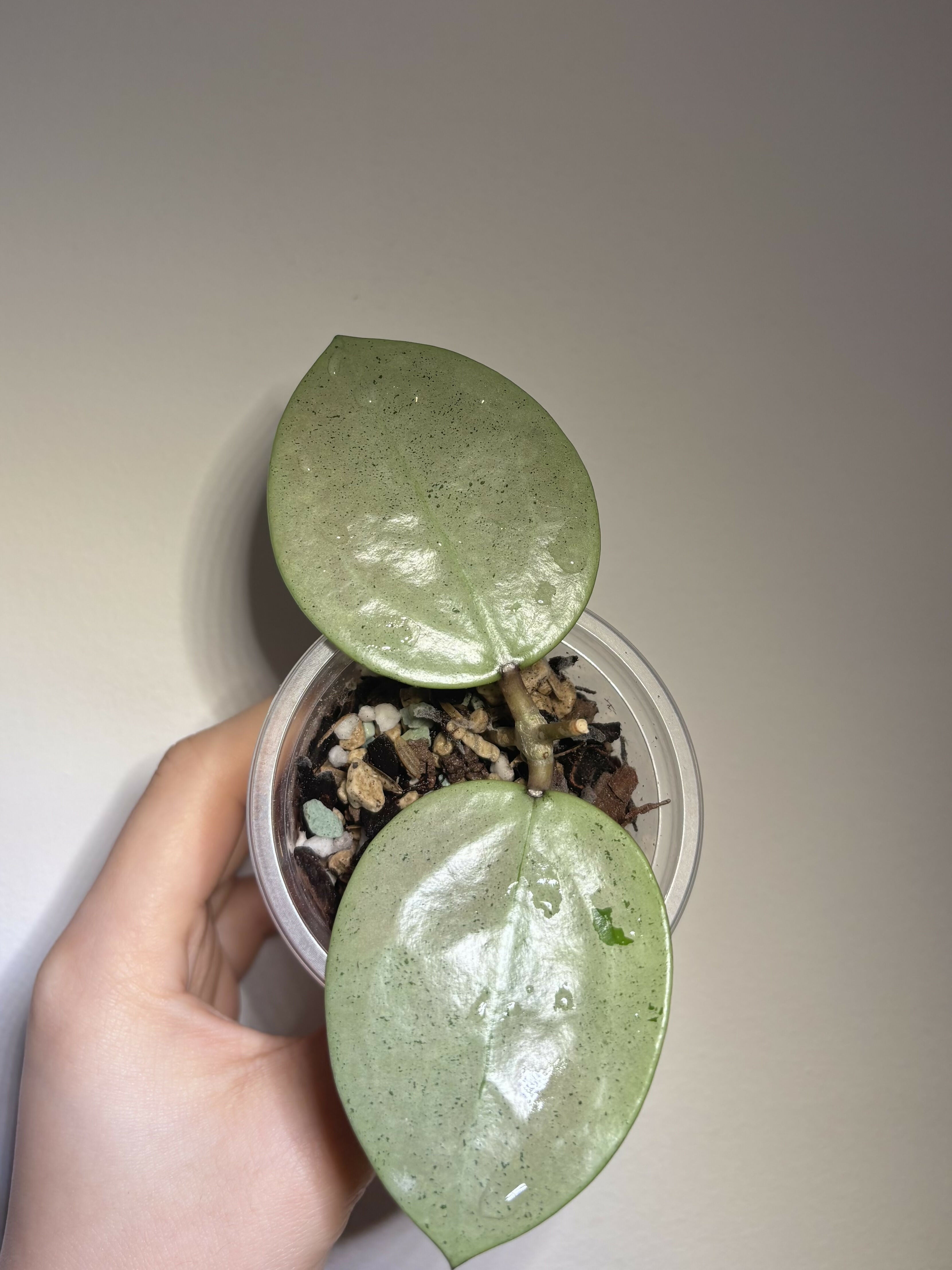 Hoya Verticillata Silver Heart
