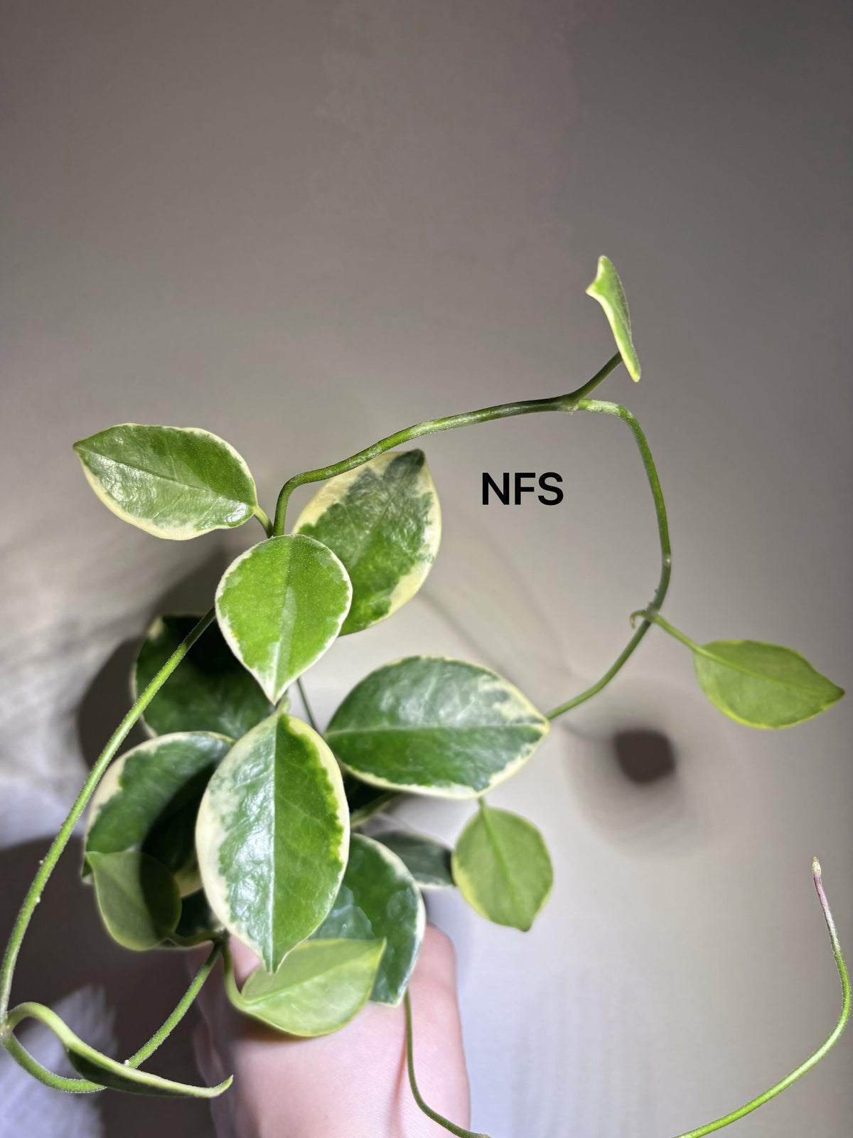 ADD-ON: Hoya Austalis Albo - Grower's Choice