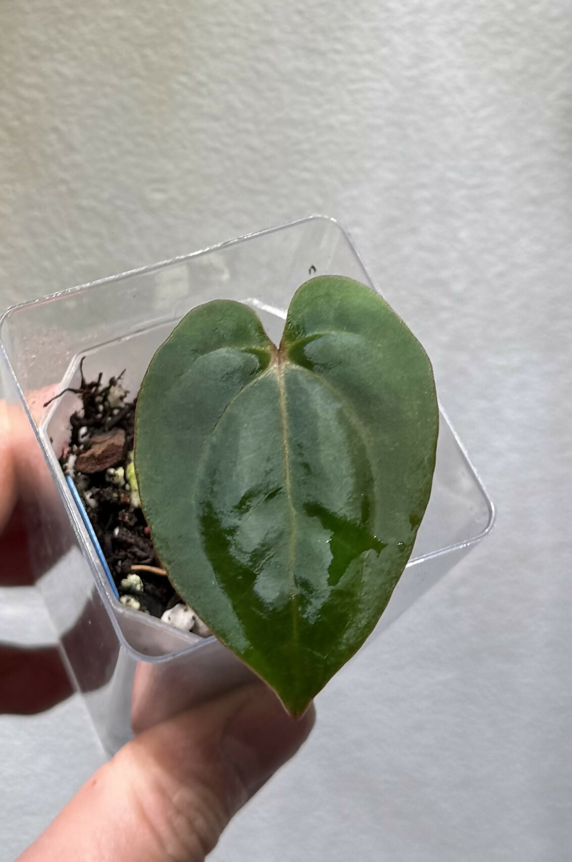 Anthurium Bloodmoon OG clone