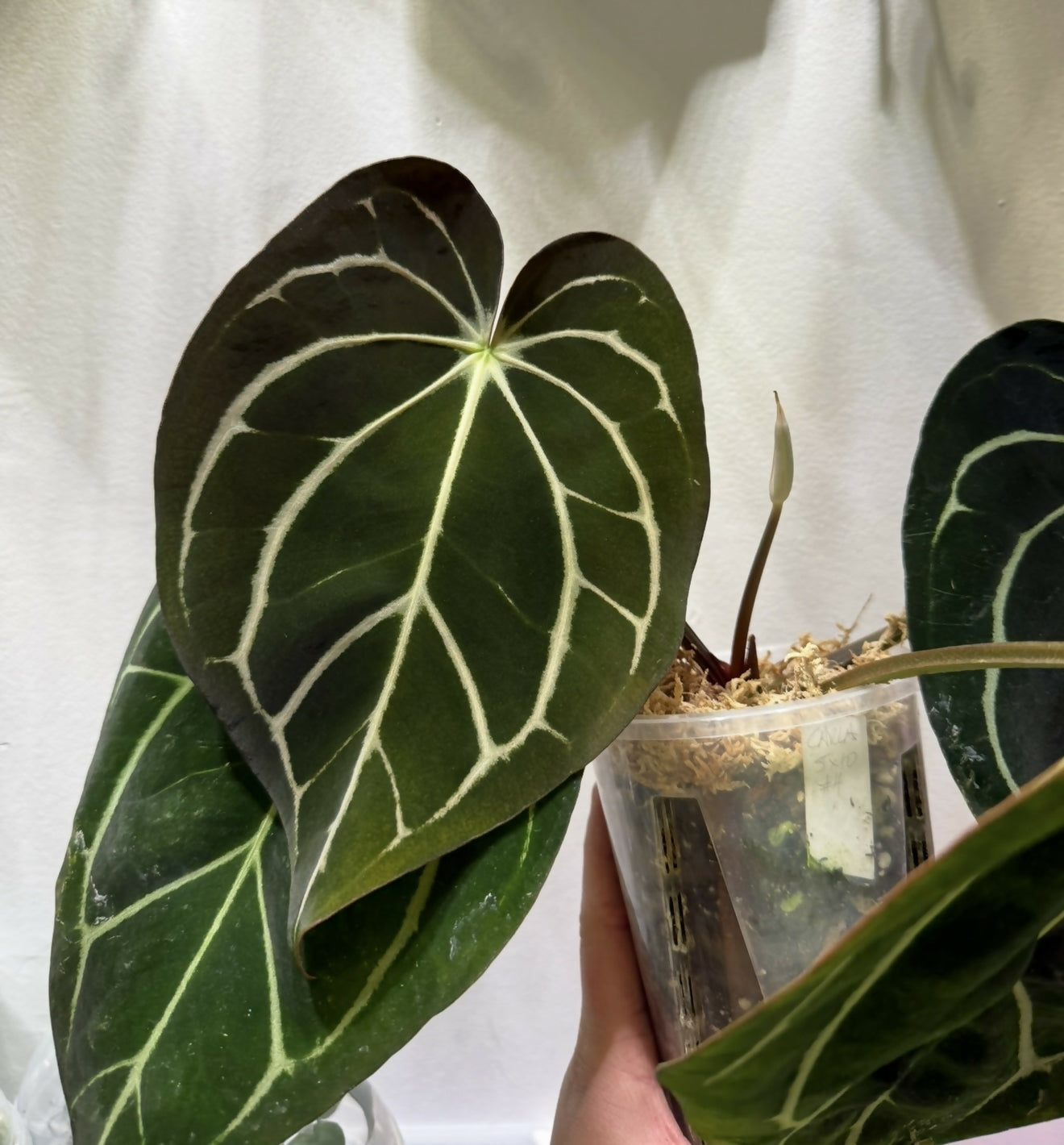 Anthurium Carlablackiae 5x10 (#4)