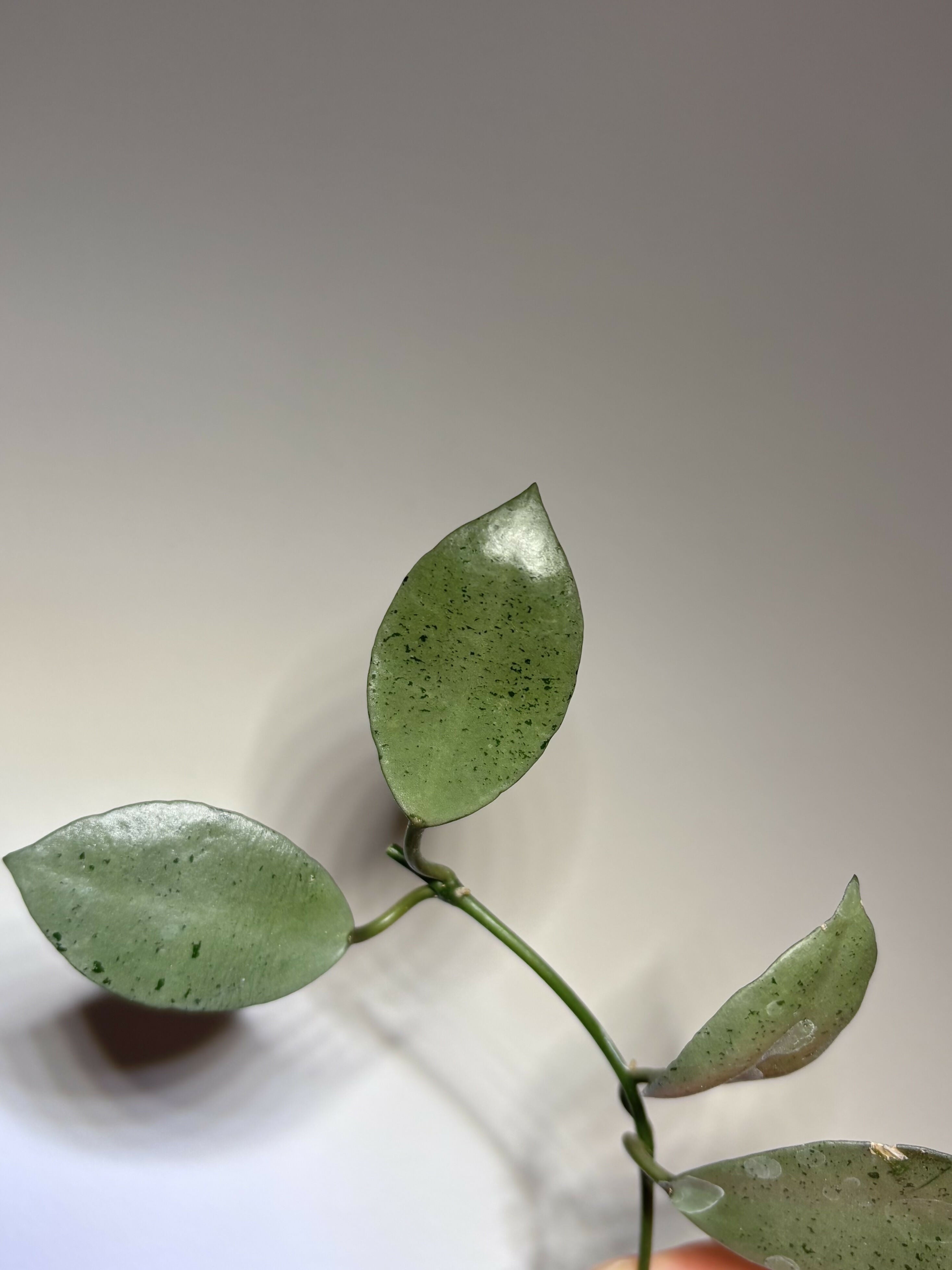 Hoya Lacunosa Trio (A)