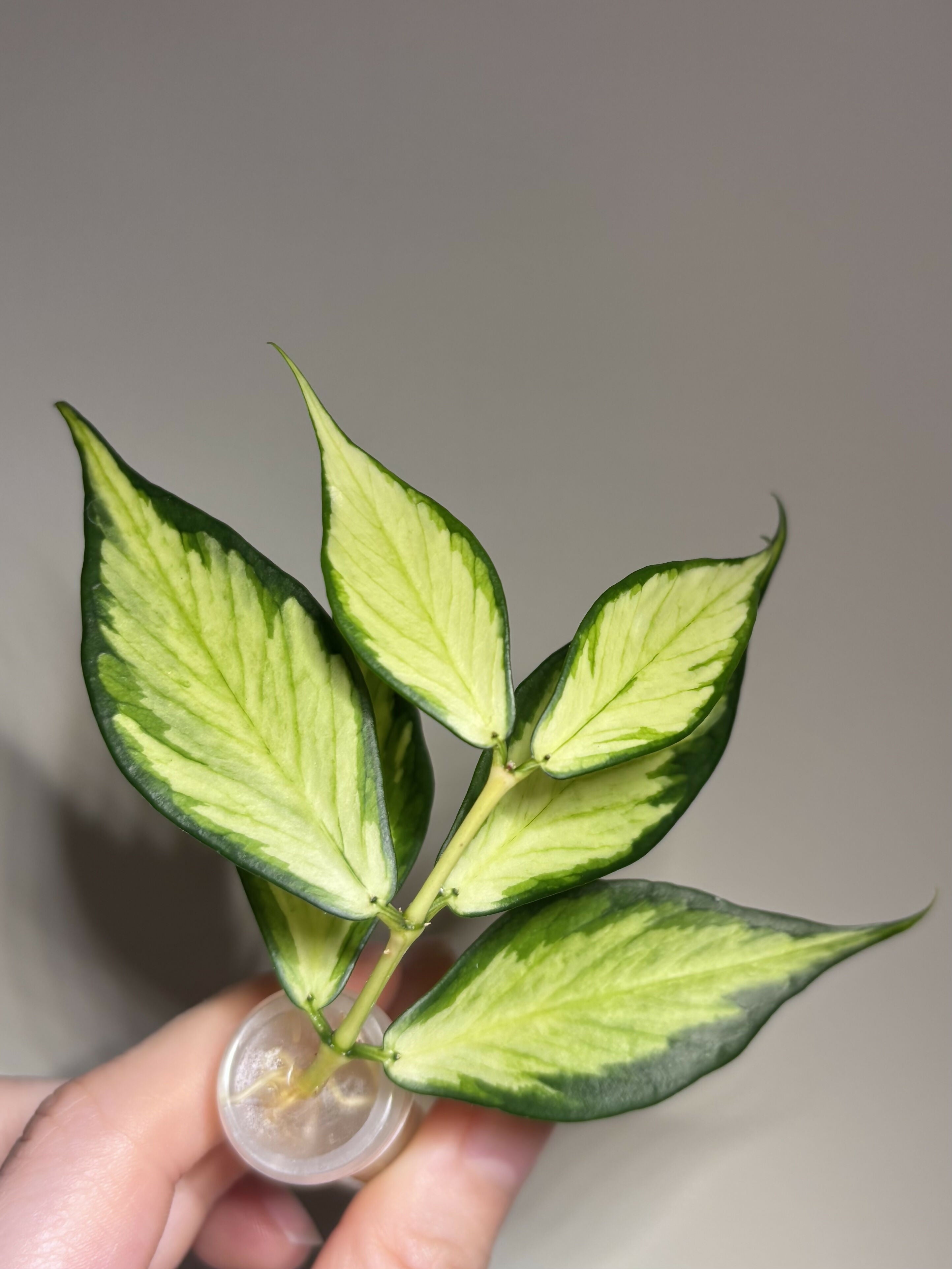 Hoya Polyneura Inner Var. (B)