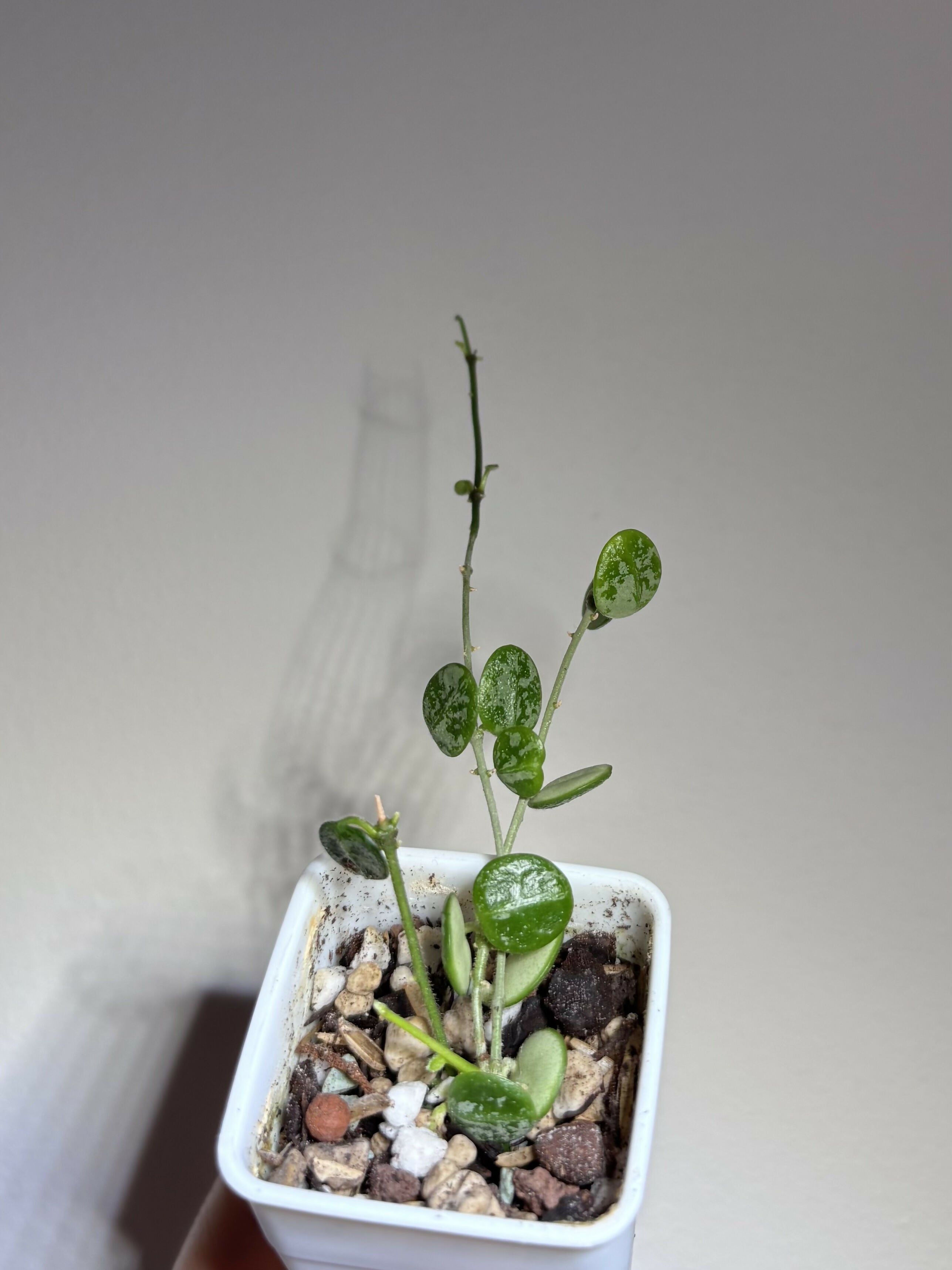 Hoya Serpens Silver/Splash - 2 Cuttings