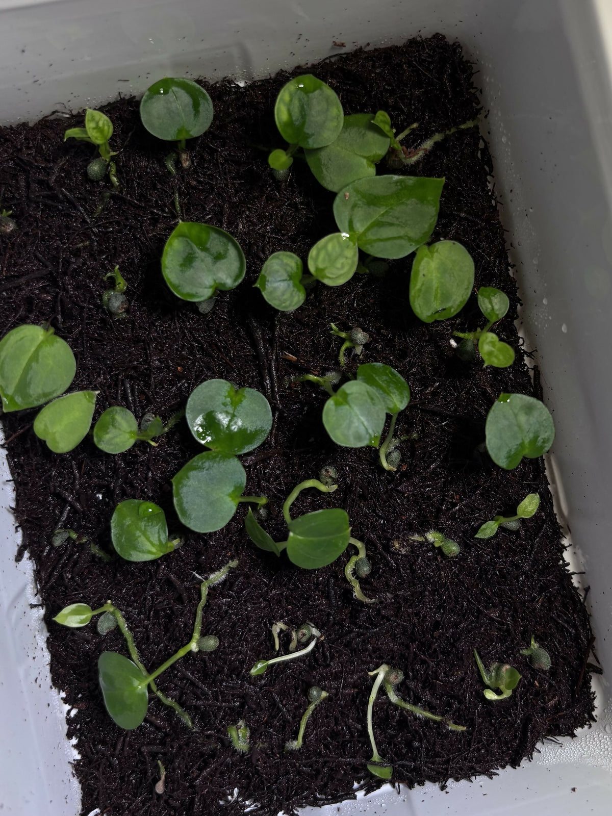 ADD-ON: Anthurium Pap Hybrid - Grower's Choice