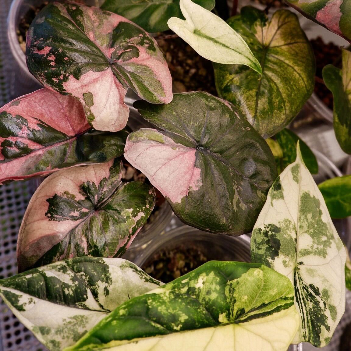 Alocasia