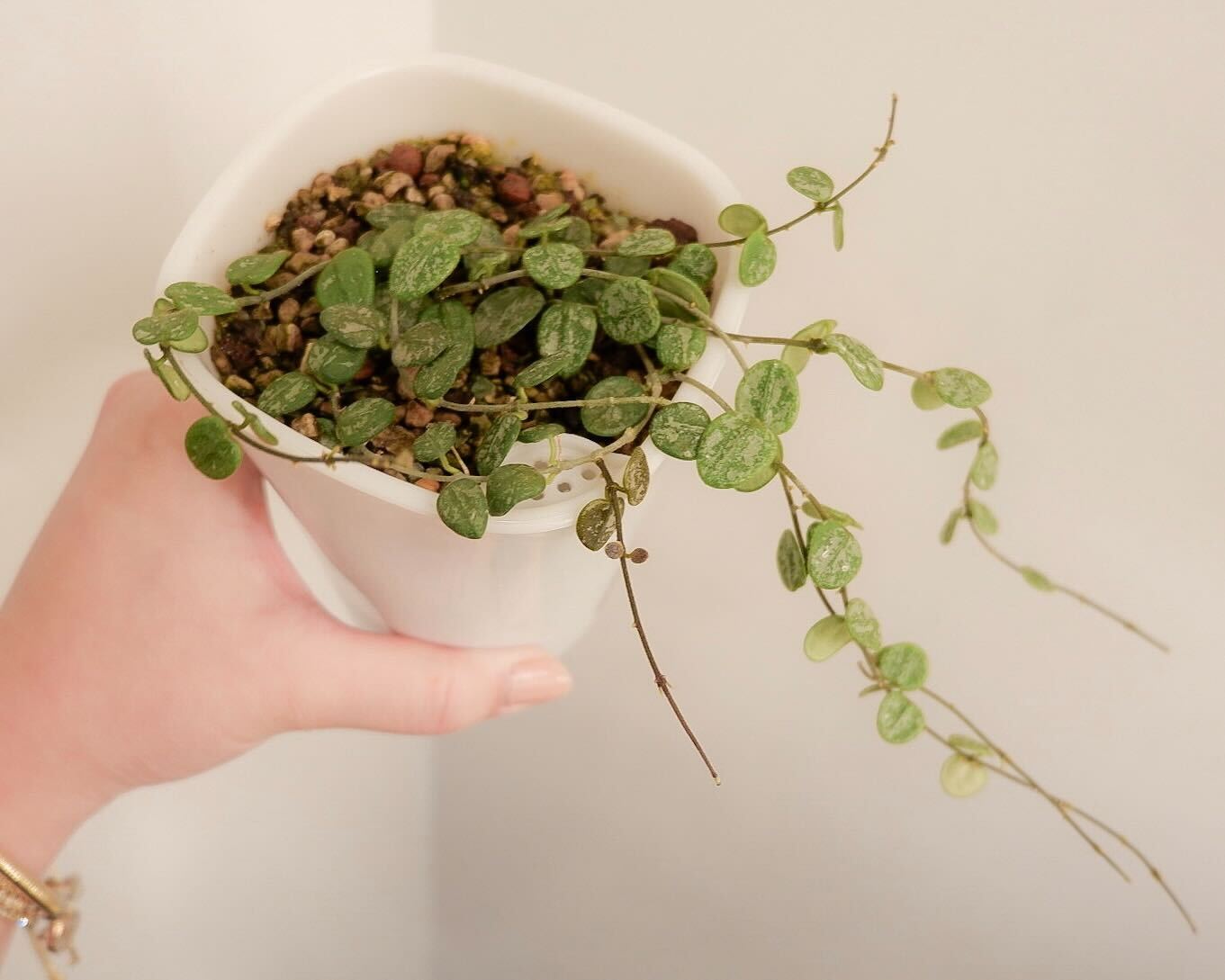 Hoya