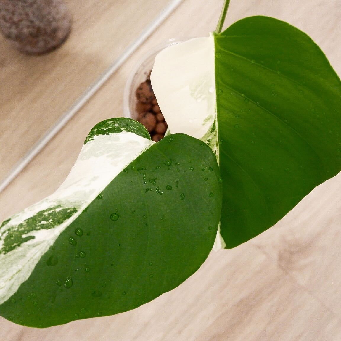 Monstera