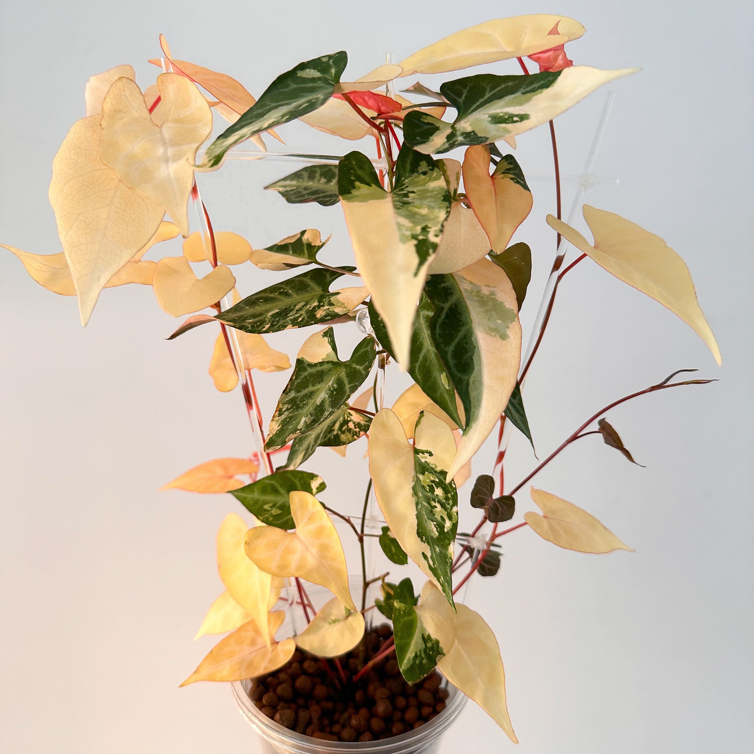 Other Plants