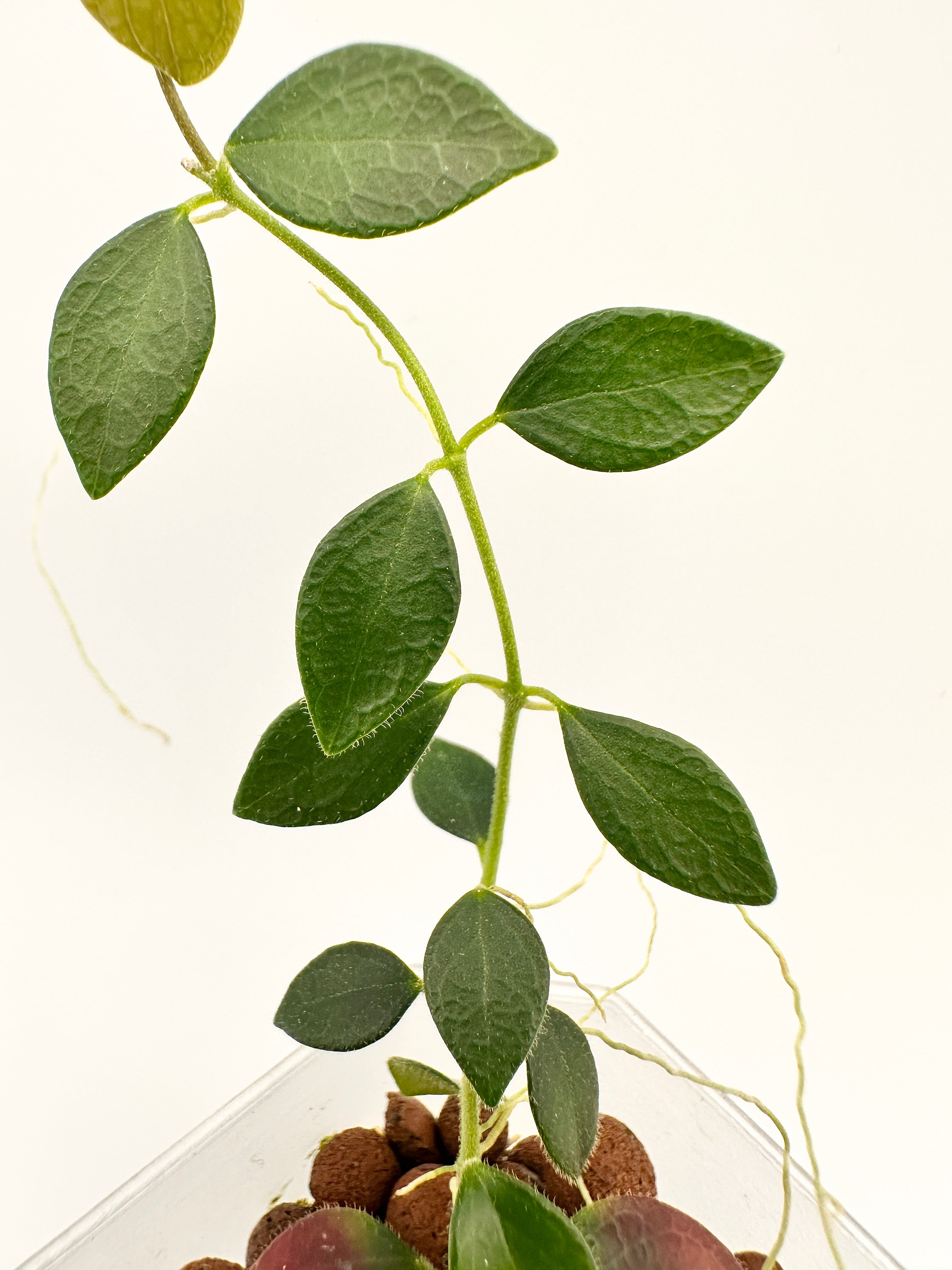 Hoya sp. Papua IM-08